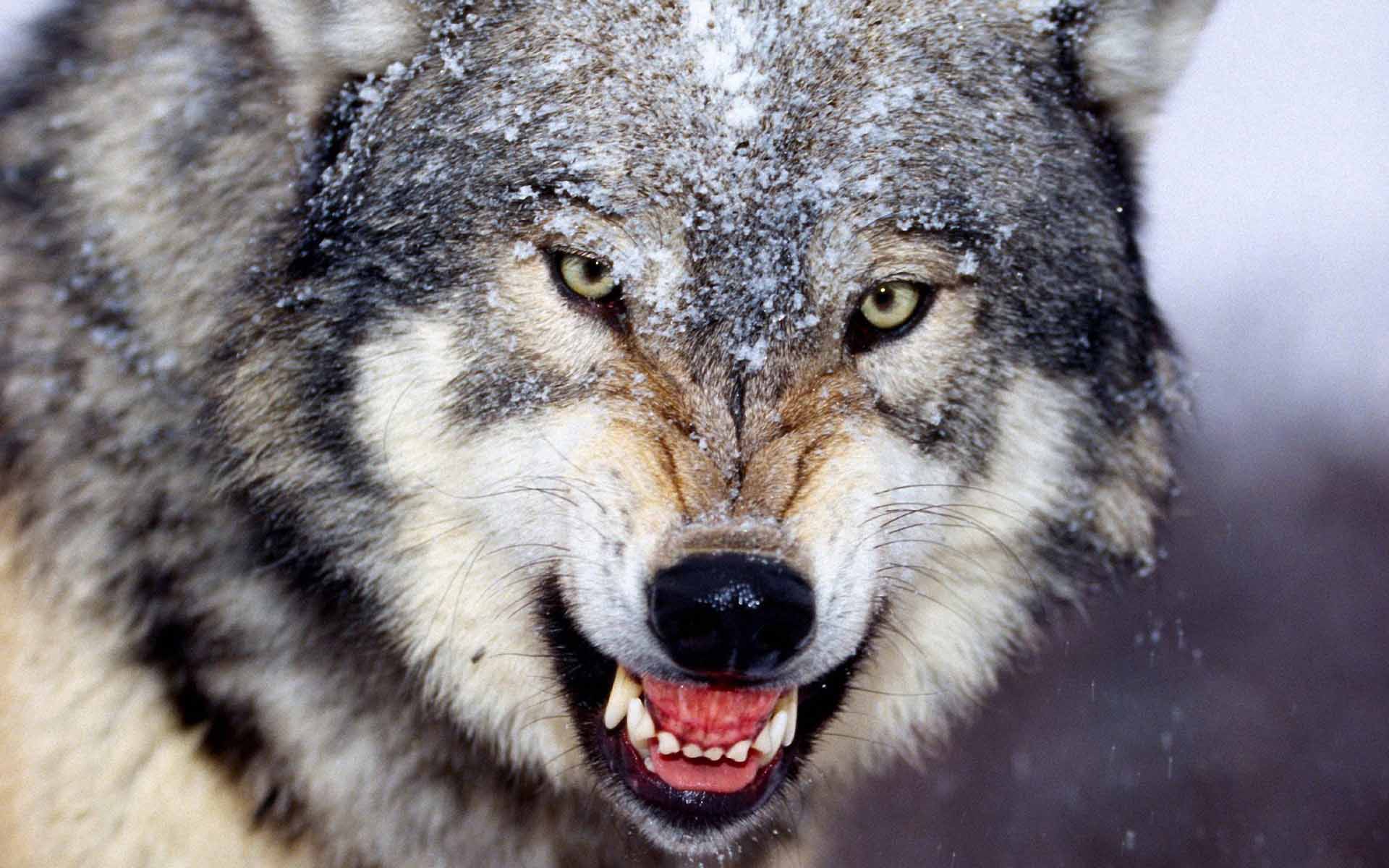 Wild Animals Image Wolf