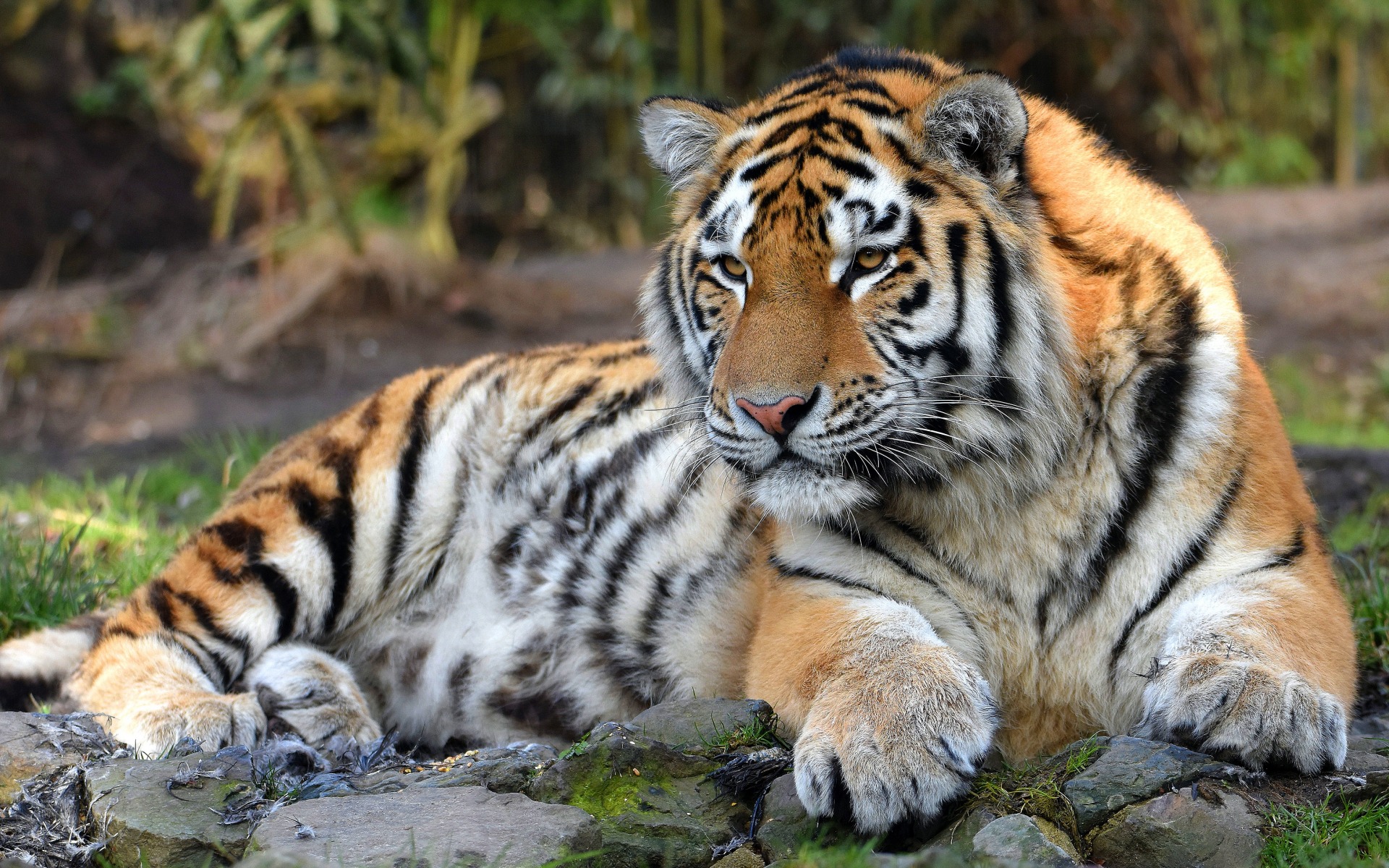 Tiger, Predator, Wildlife, Wild Cat, Dangerous Animals, Forest Dangerous Animal