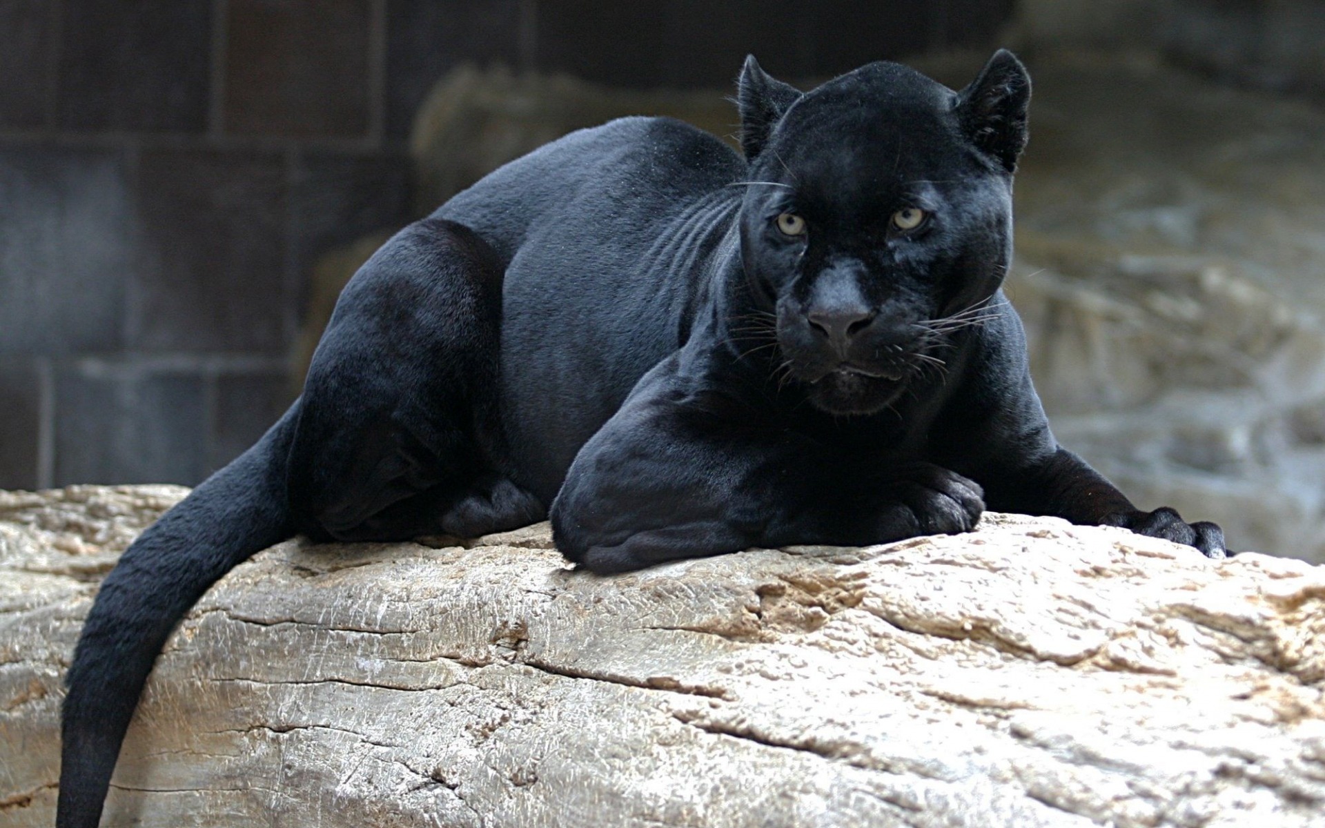 Download wallpaper black panther, wild cat, zoo, dangerous animals, predators for desktop with resolution 1920x1200. High Quality HD picture wallpaper