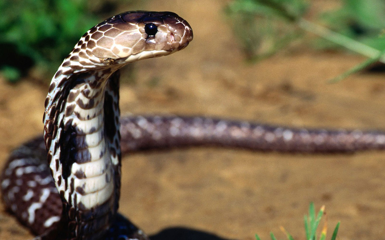 Animal Wallpaper Snakes Wallpaper & Background Download
