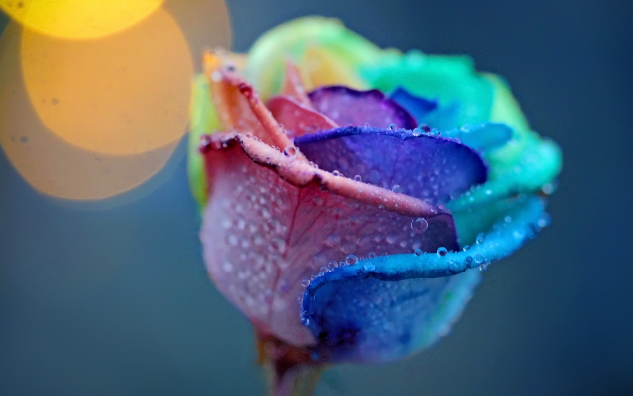 Beautiful Colorful Rose Background Colored Water Background Wallpaper & Background Download