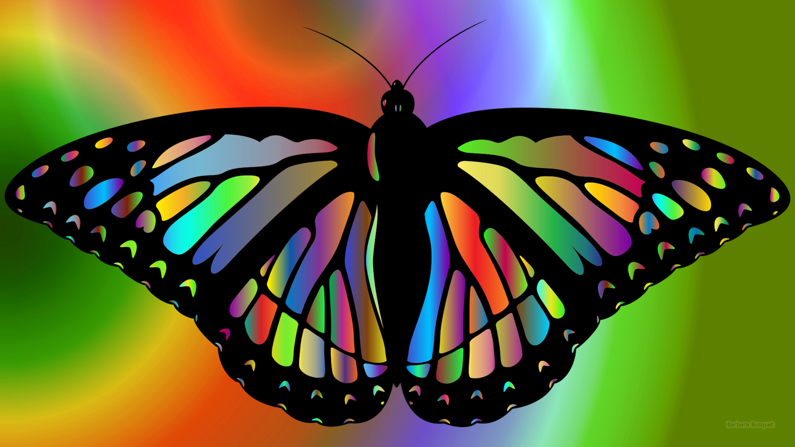 Colorful butterfly's HD Wallpaper
