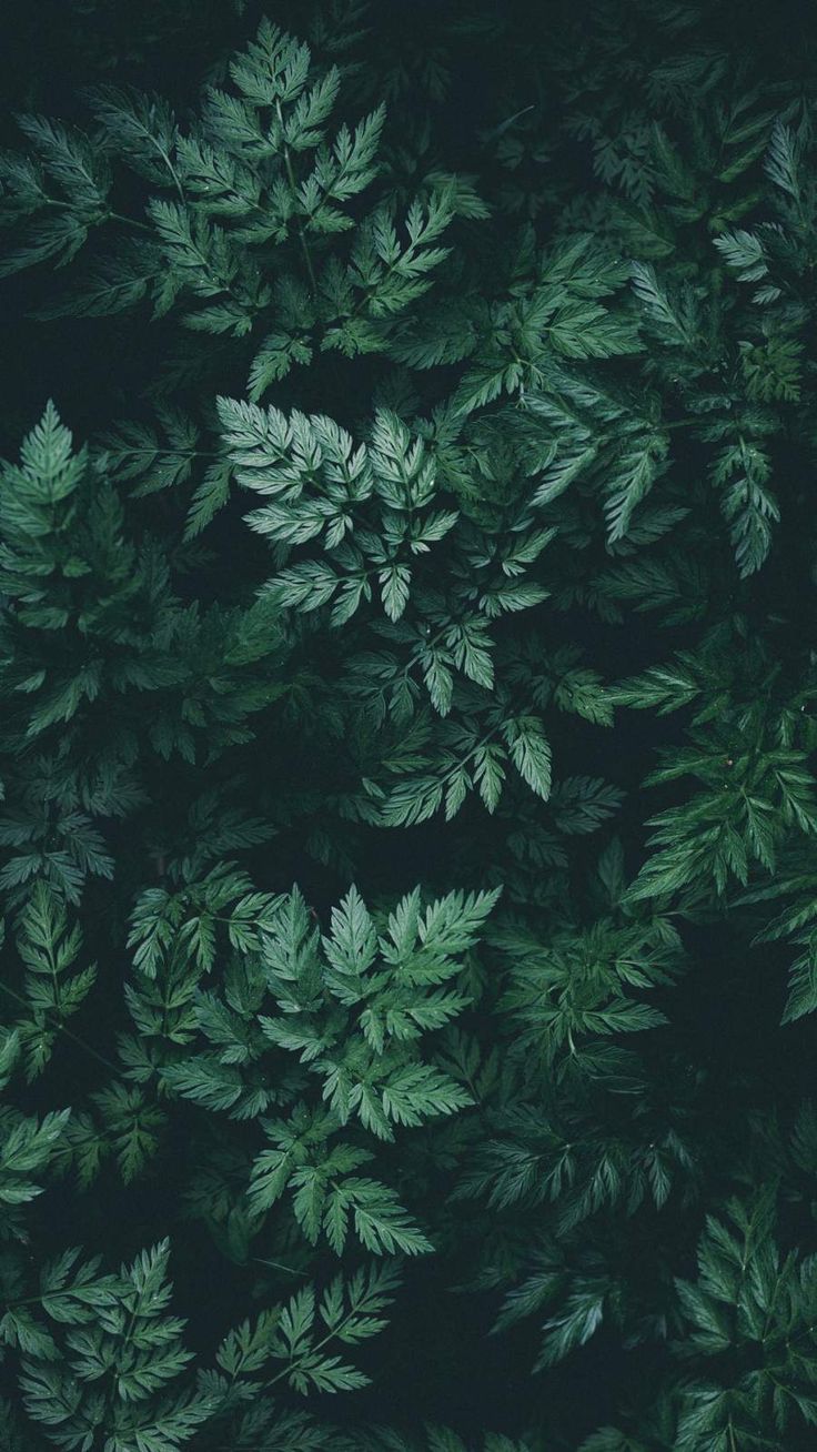 iPhone Wallpaper for iPhone iPhone iPhone X, iPhone XR, iPhone 8 Plus High Qual. Green nature wallpaper, Nature desktop wallpaper, iPhone wallpaper green