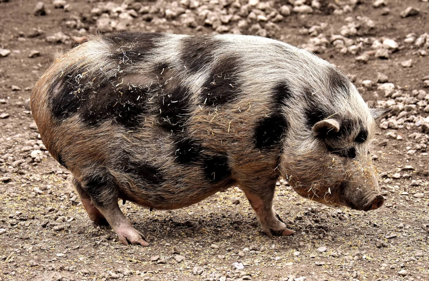 Are Mini Pigs Actually a Thing?