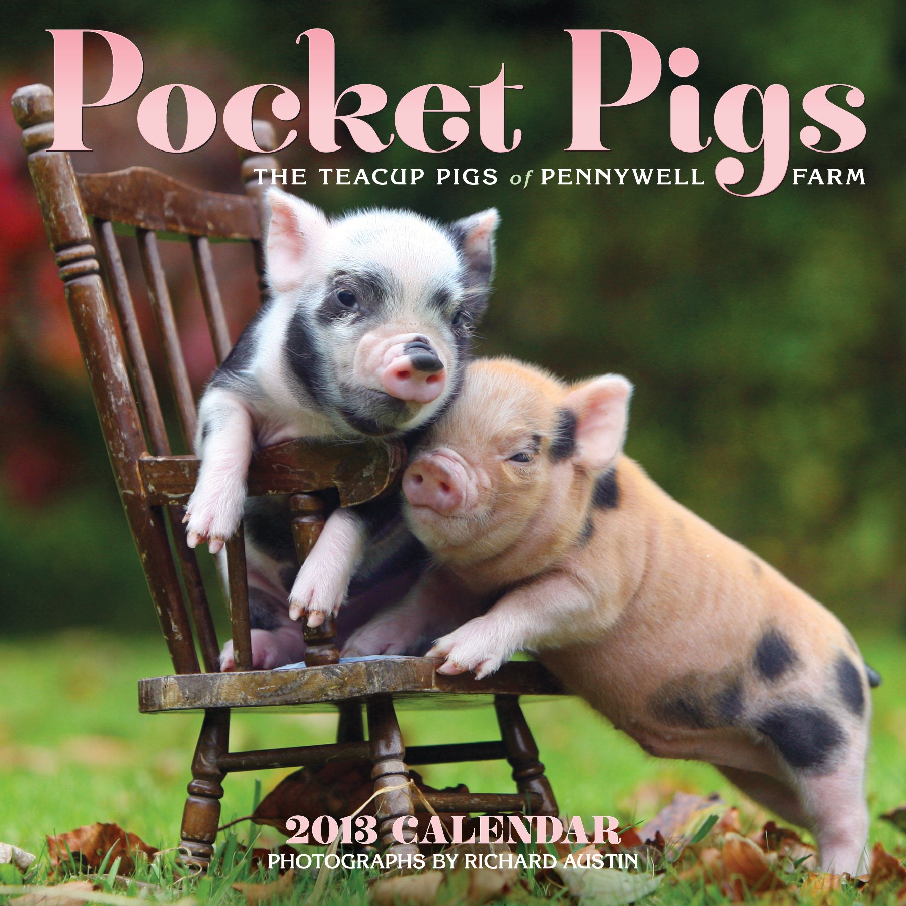 Pocket Pigs 2013 Wall Calendar: The Teacup Pigs of Pennywell Farm: Austin, Richard: 9780761167273: Books