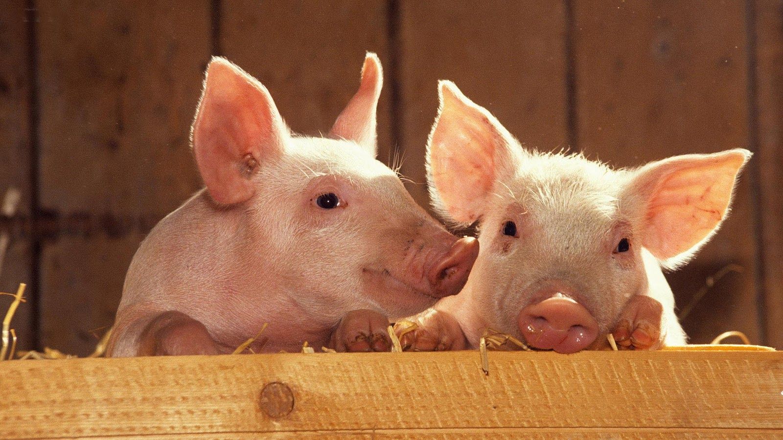 Doesn't the bride look so lovely?. Pig picture, Pig wallpaper, Animal wallpaper