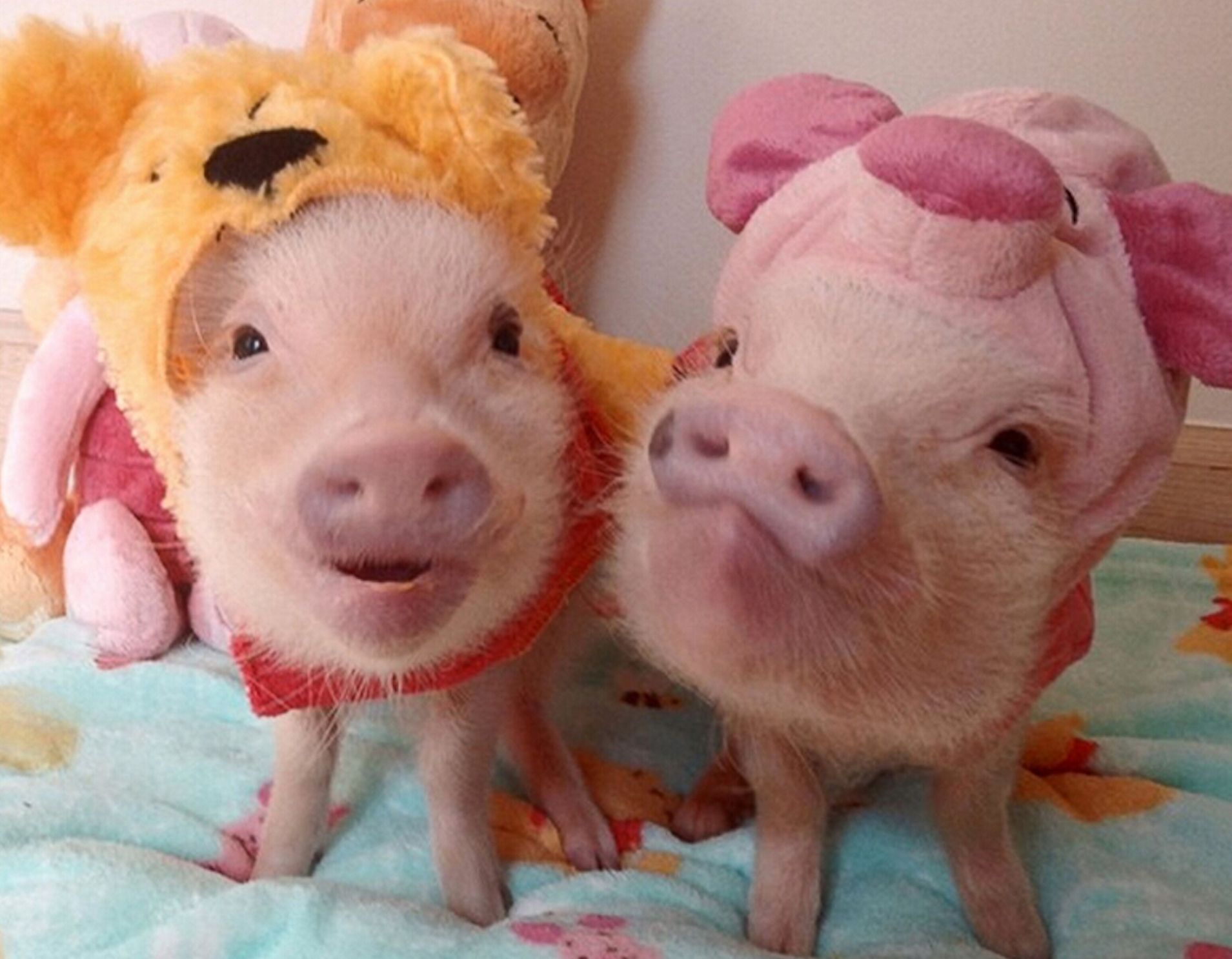 Picture That Prove A Teacup Pig Is The Cutest Pet
