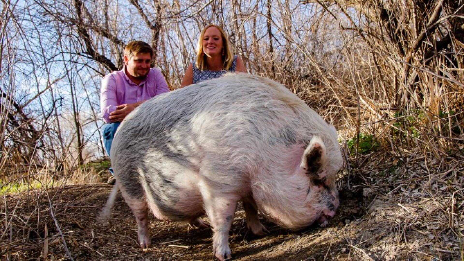 Teacup' Pig Grows To Be 250 Pounds, Stars In Couple's Engagement Photo