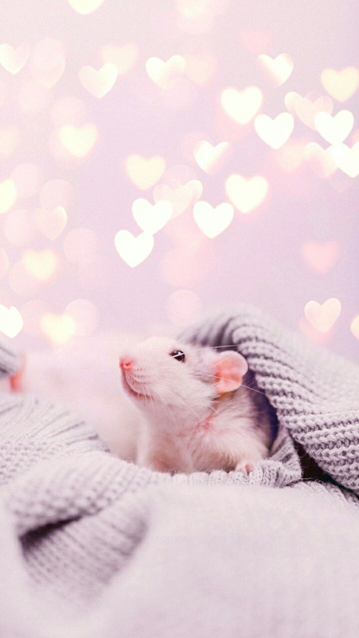Cute Rat Wallpaper