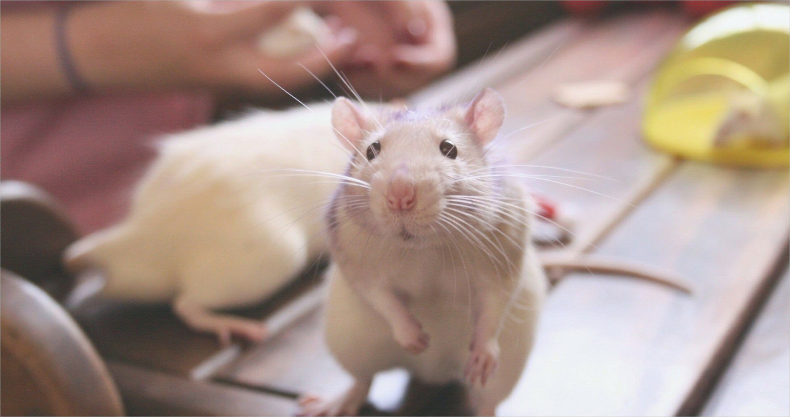 Pet Rats 4k Wallpaper. Pet rats, Cute rats, Funny rats