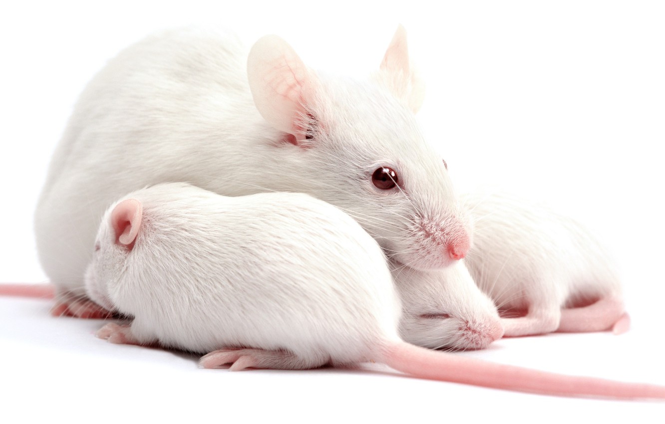 Wallpaper macro, family, white, kids, mom, rat, home image for desktop, section животные