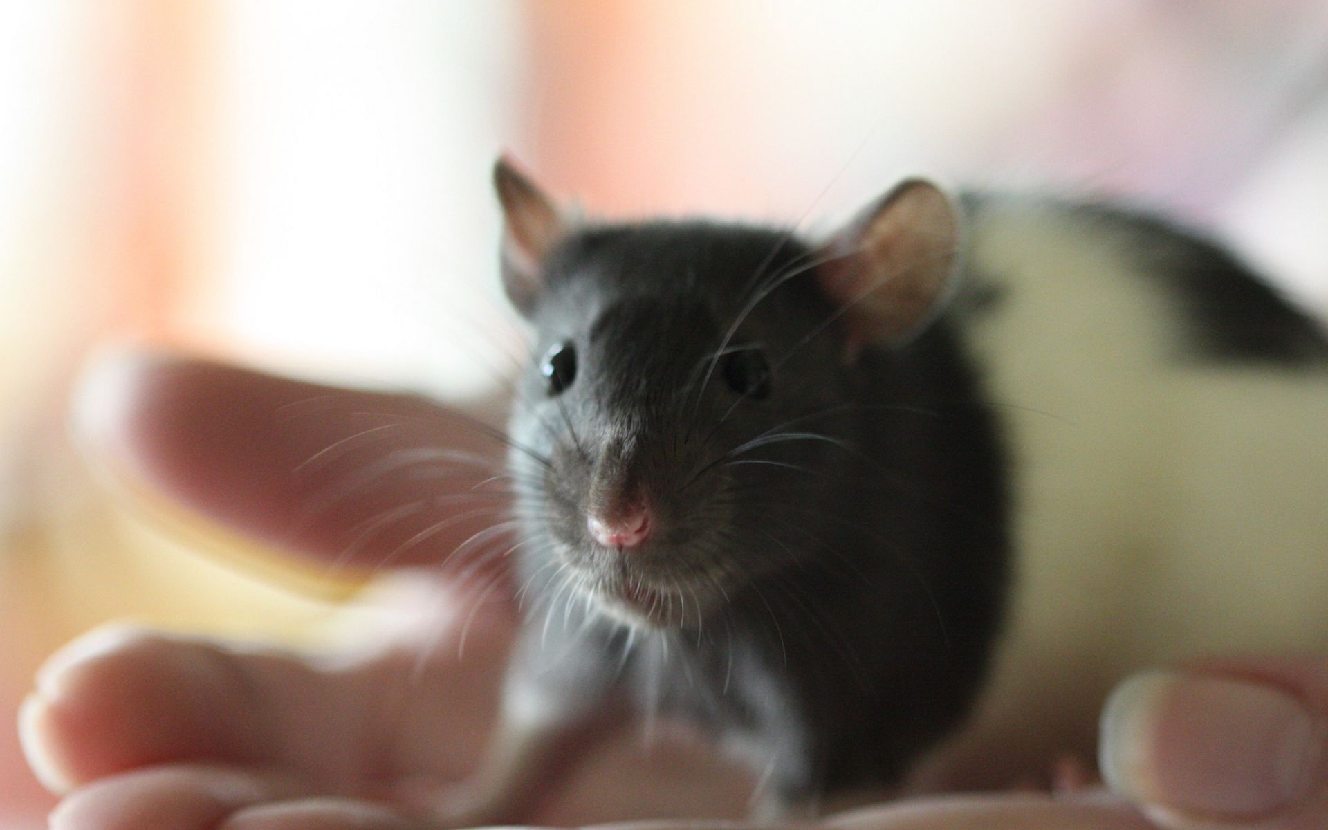 Download wallpaper 1920x1200 mouse, rat, face, rodent widescreen 16:10 HD background