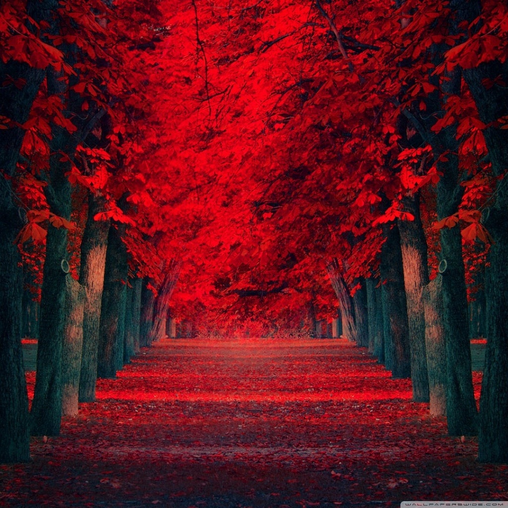 Tablet 1 - Red Nature Wallpaper & Background Download