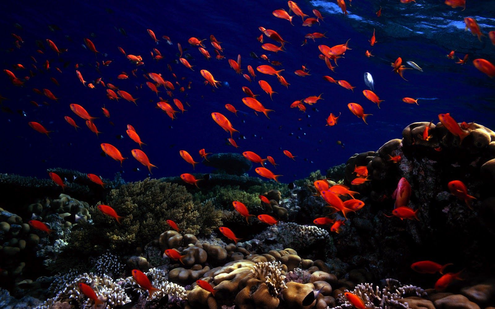 Ocean Life Wallpaper