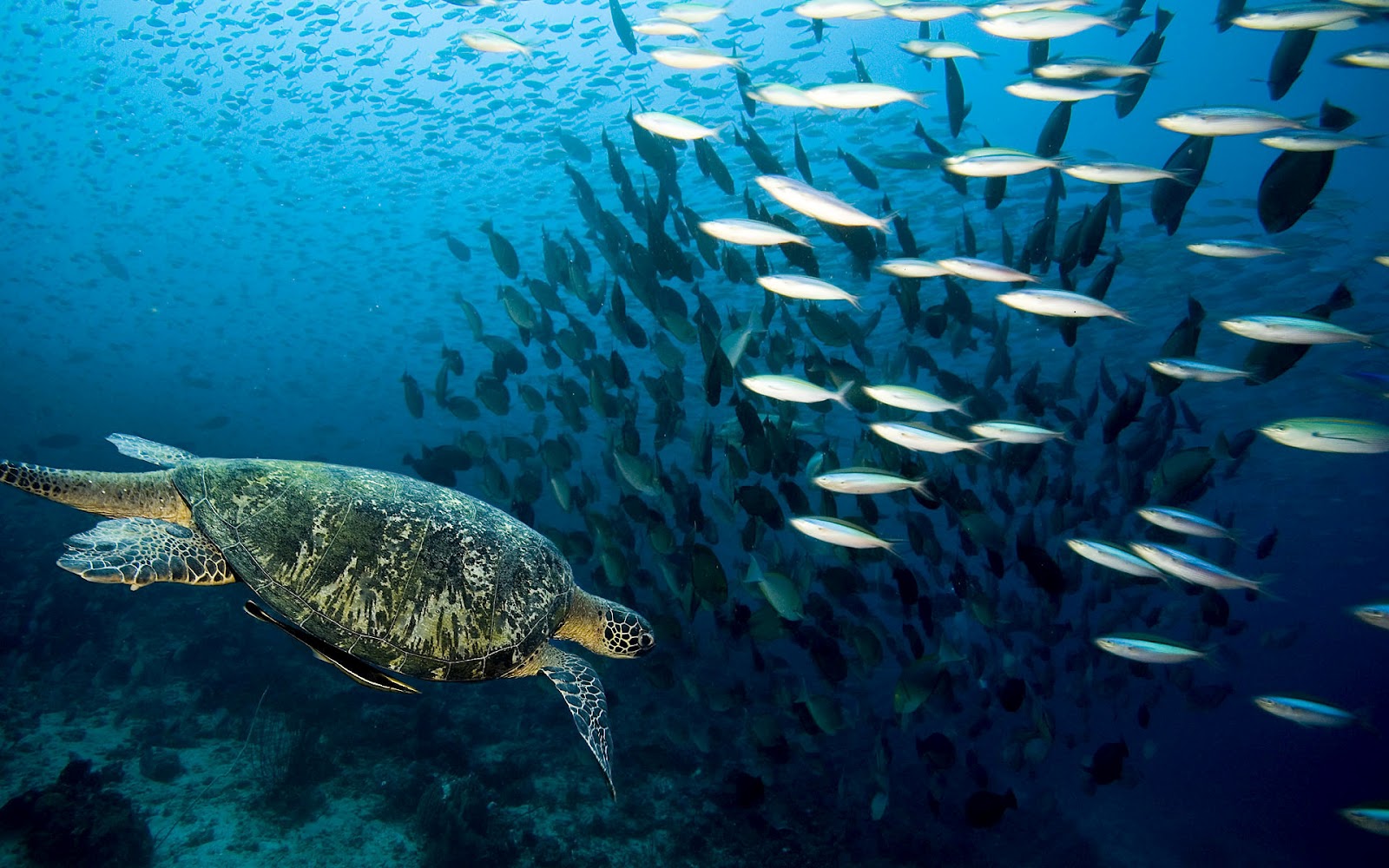 Free download Fish Picture Ocean Wallpaper Chapter 1 HD Animal Wallpaper [1600x1000] for your Desktop, Mobile & Tablet. Explore Ocean Life Wallpaper HD. Ocean Life Desktop Wallpaper, HD Ocean