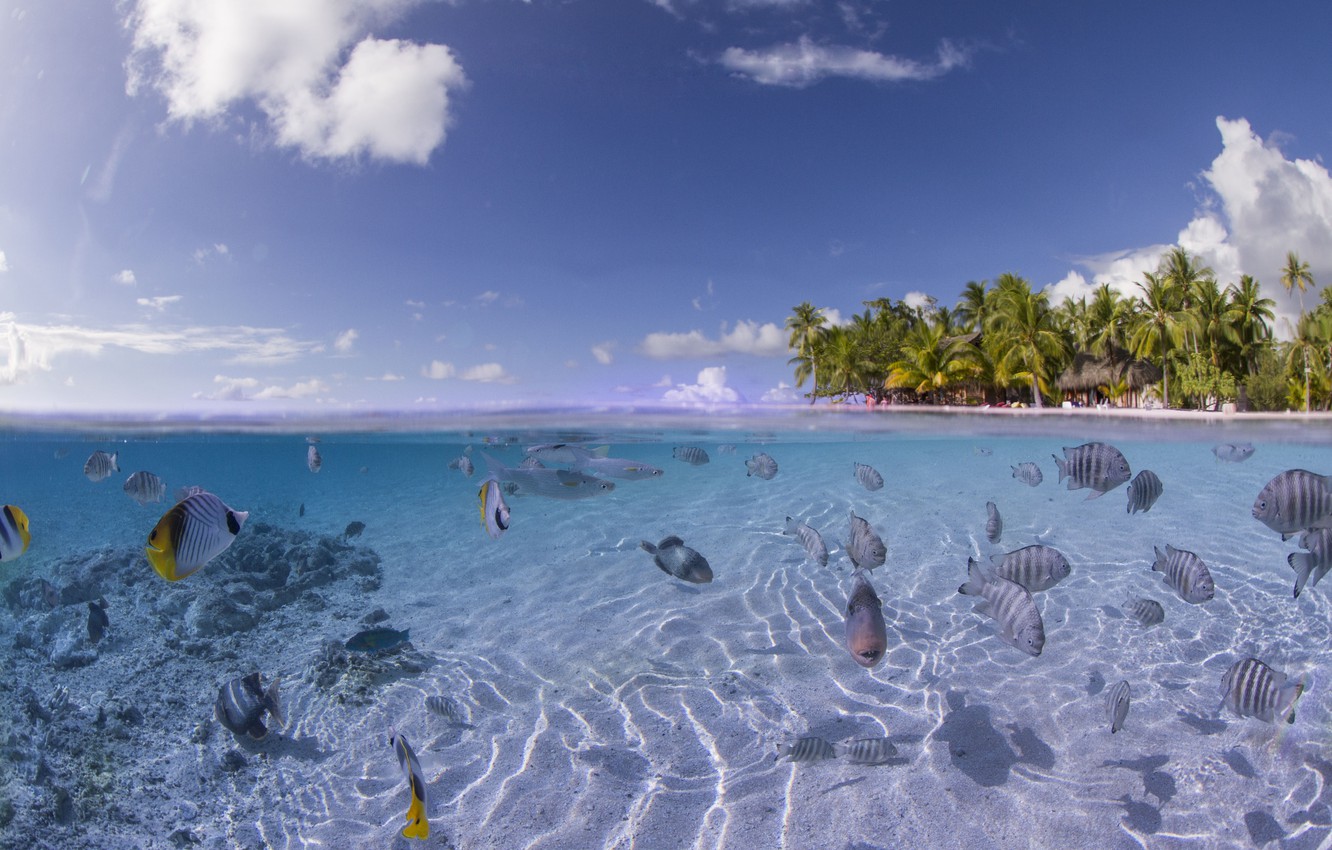 Wallpaper fish, corals, the bottom of the sea, coconut image for desktop, section природа