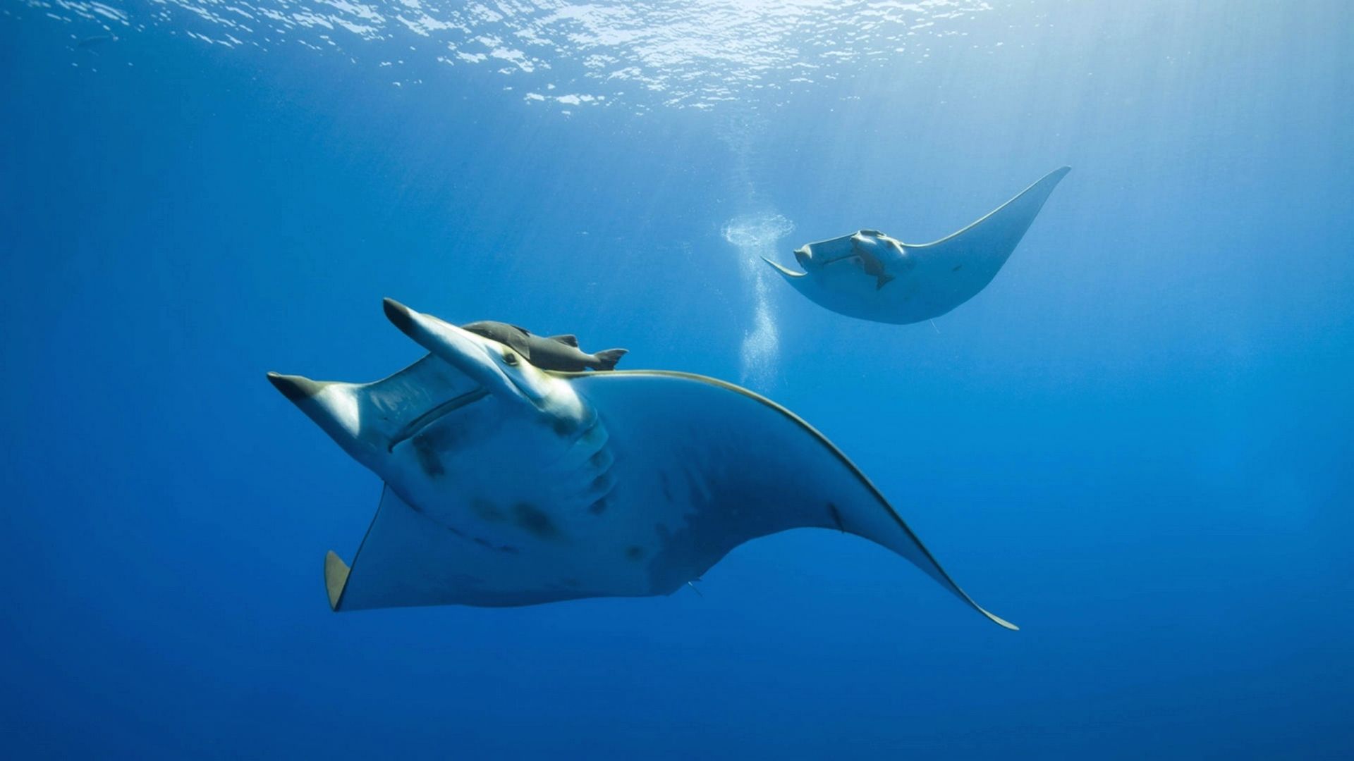 Deep Ocean HD Wallpaper