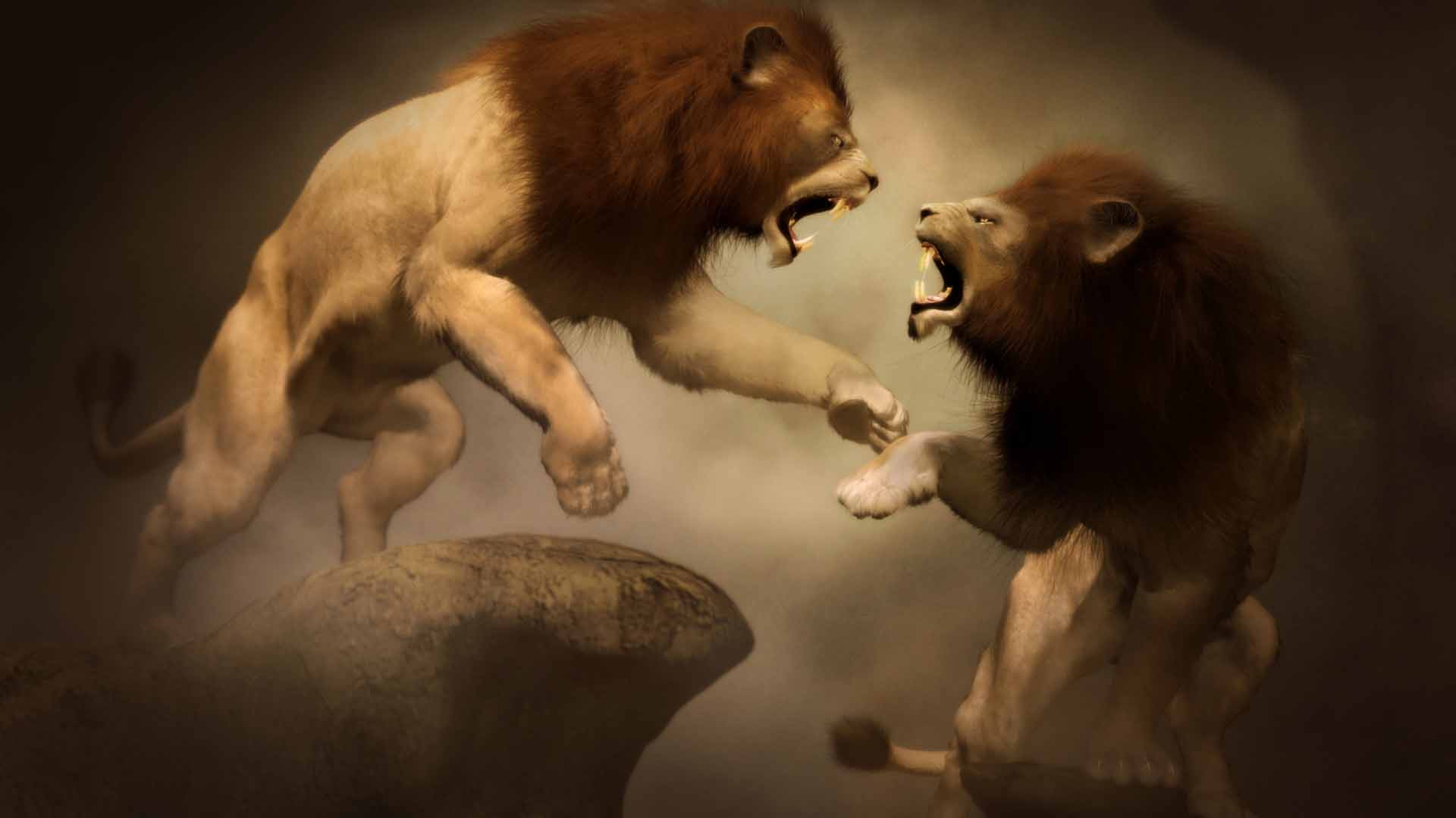 Lions Fighting Free Wallpaper HQ