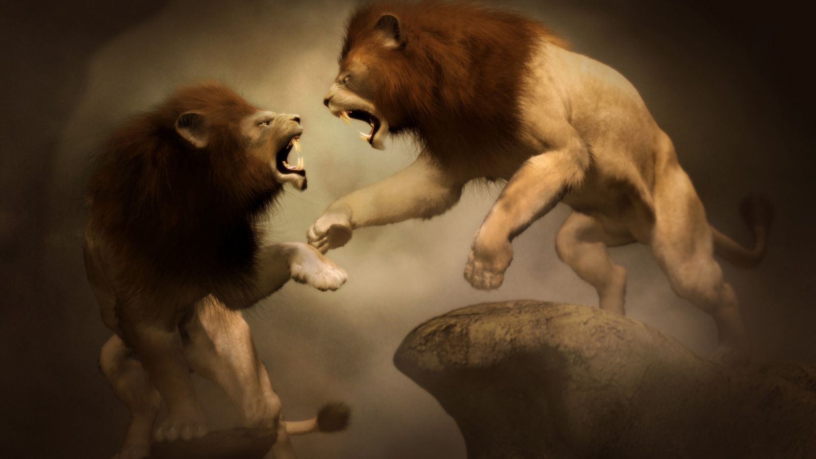 Lion Fight Wallpaper