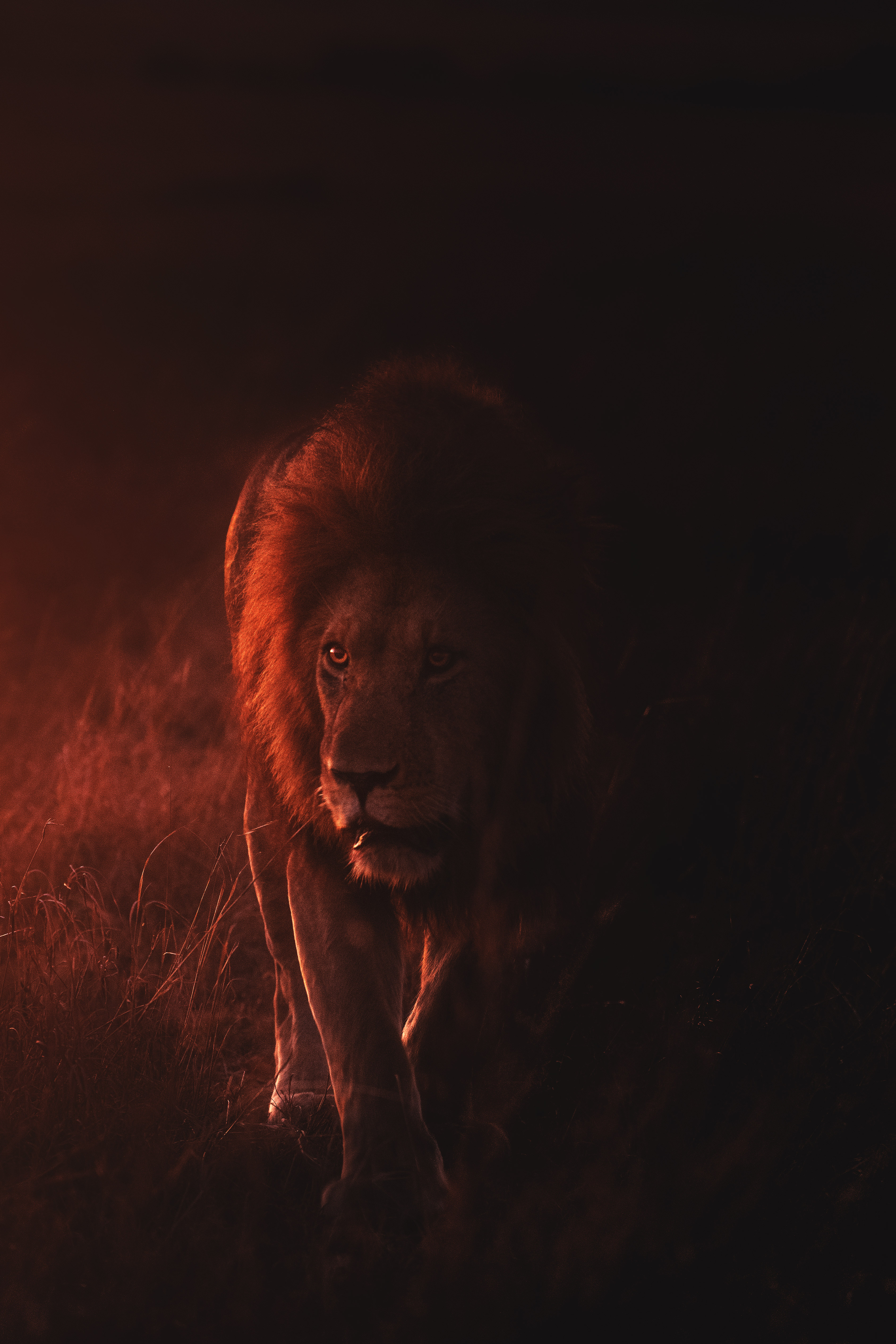 Lion Wallpaper: Free HD Download [HQ]