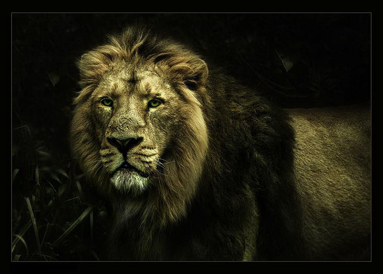 Cool Lion Wallpaper