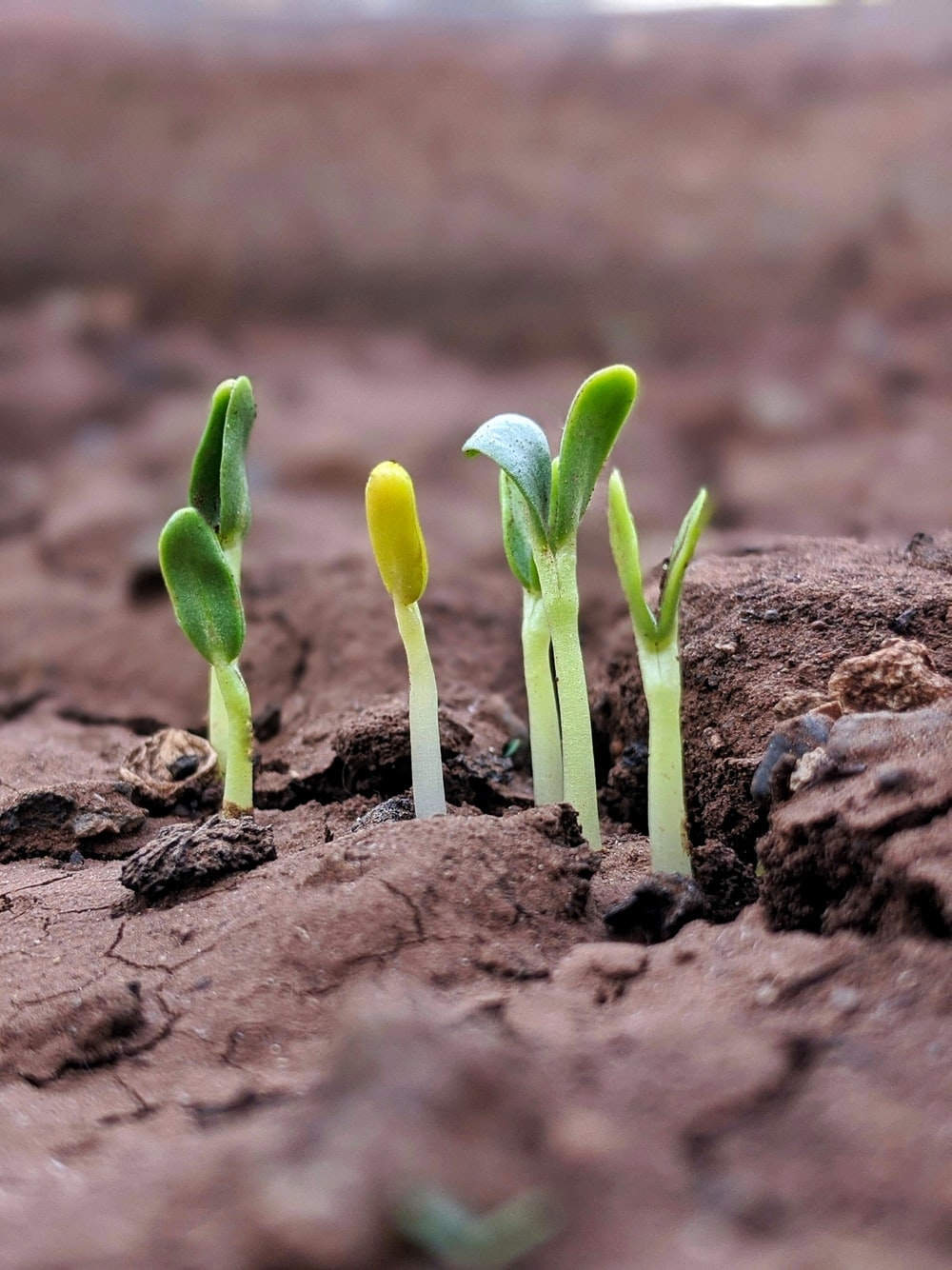 Sprout Picture [HD]. Download Free Image