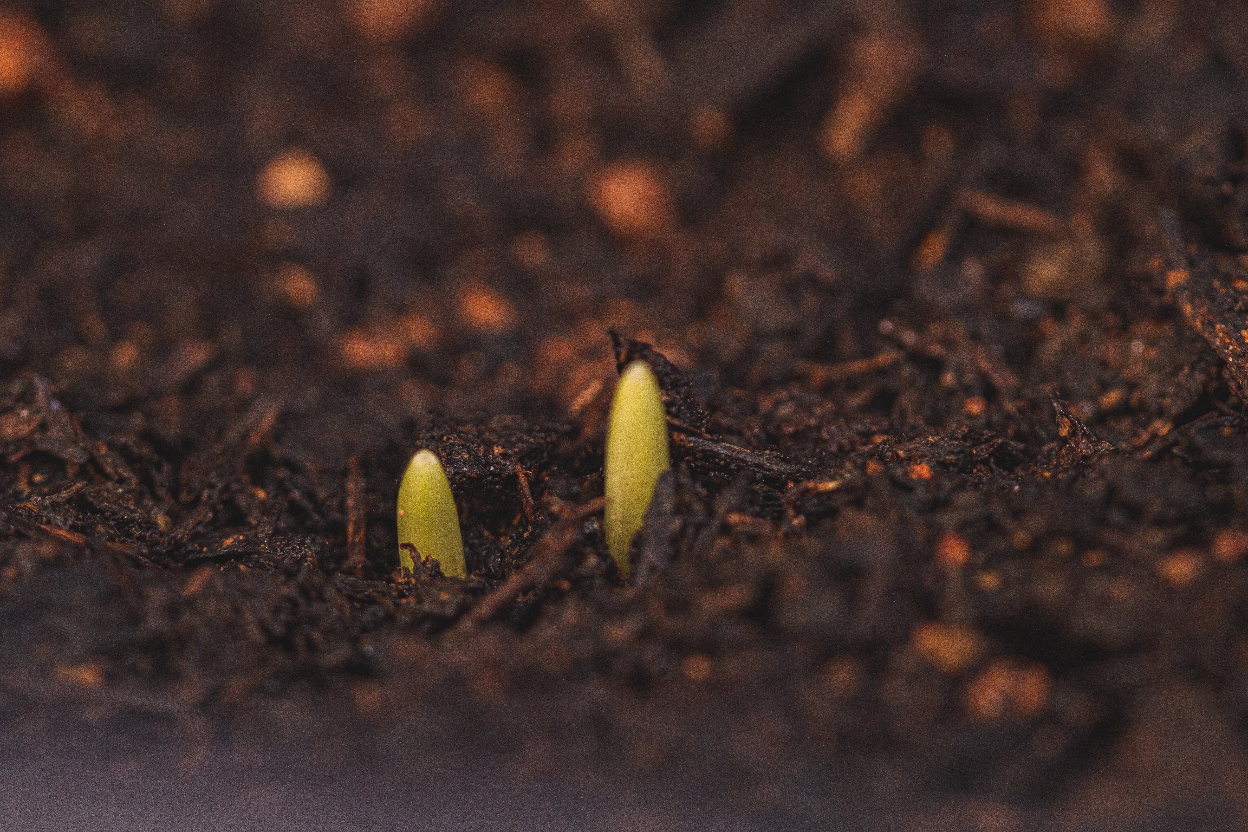 Tiny sprouts growing from wet soil · Free