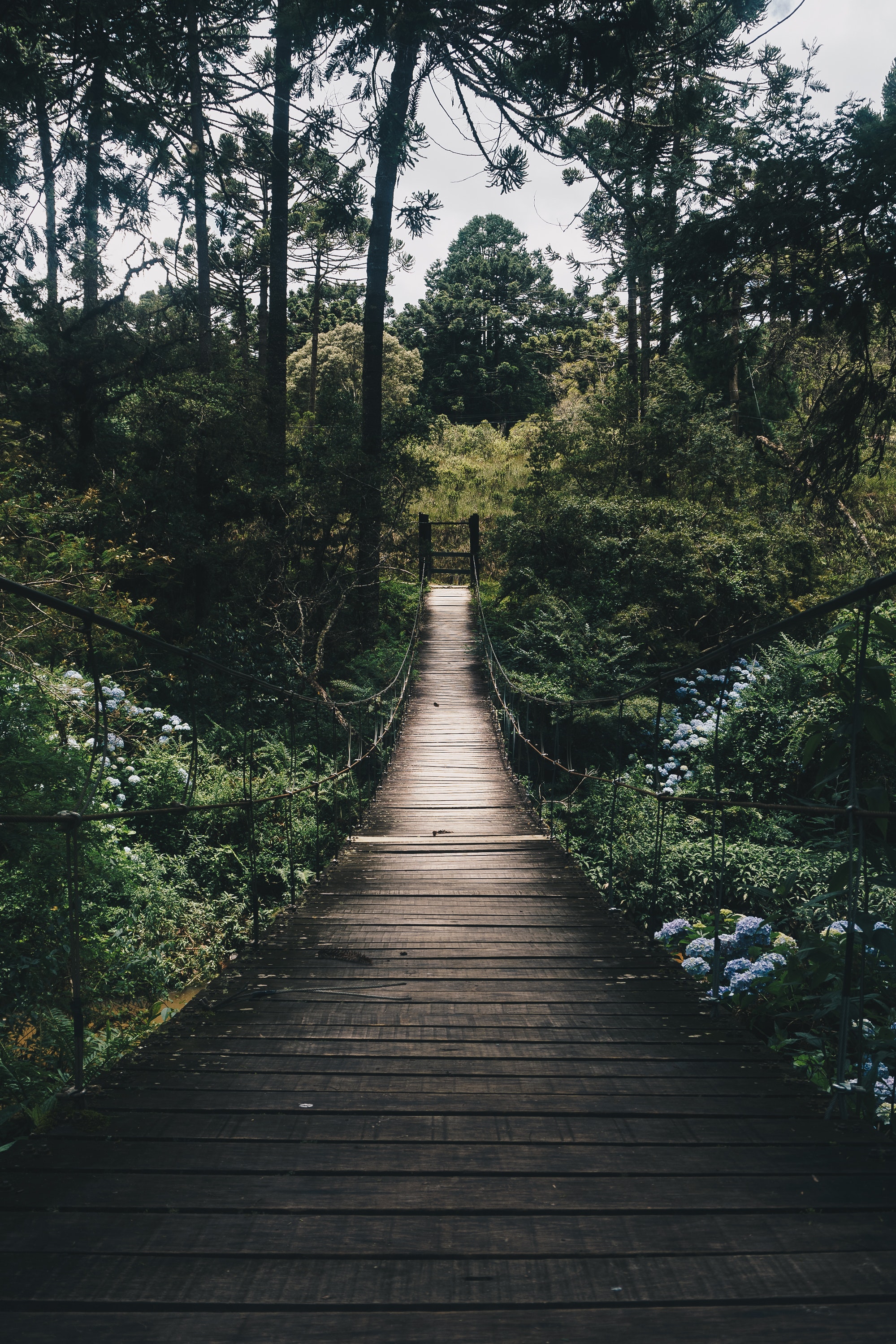 hanging bridge in the jungle mist - Bridges & Architecture Background  Wallpapers on Desktop Nexus (Image 1597398)