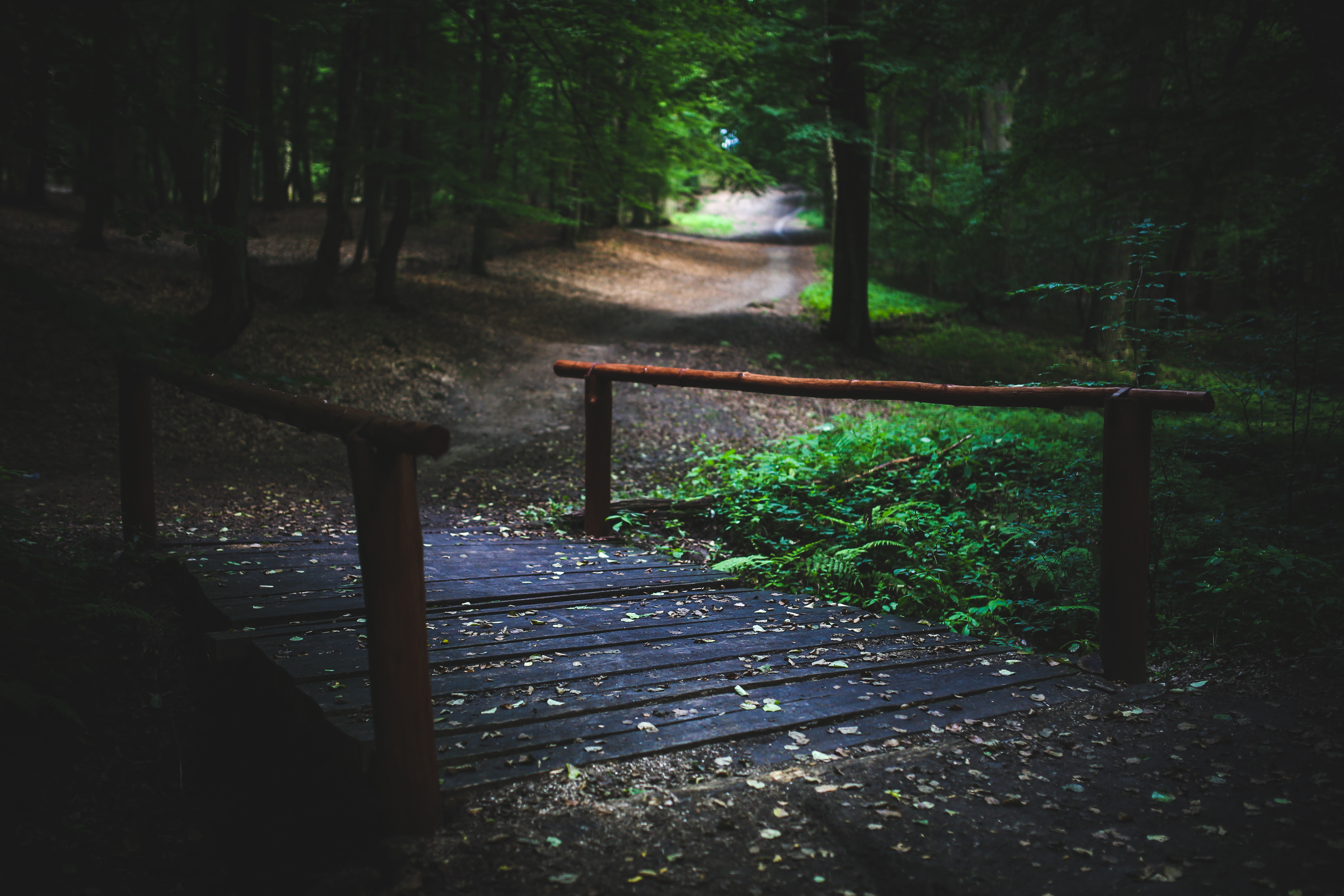 Bridge in the forest · Free