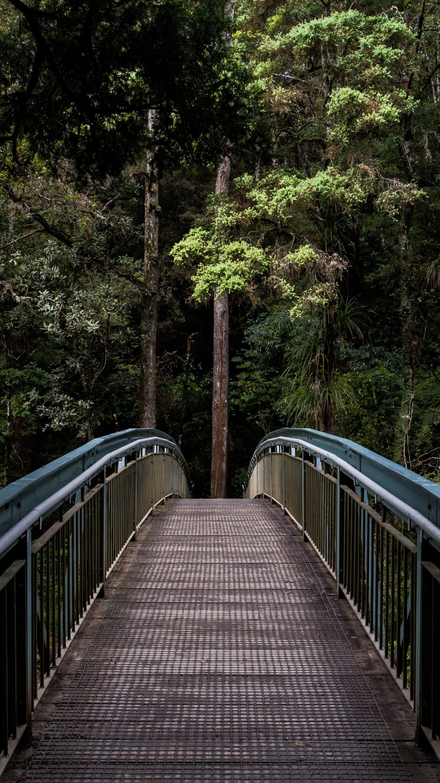Forest Bridge Wallpaper