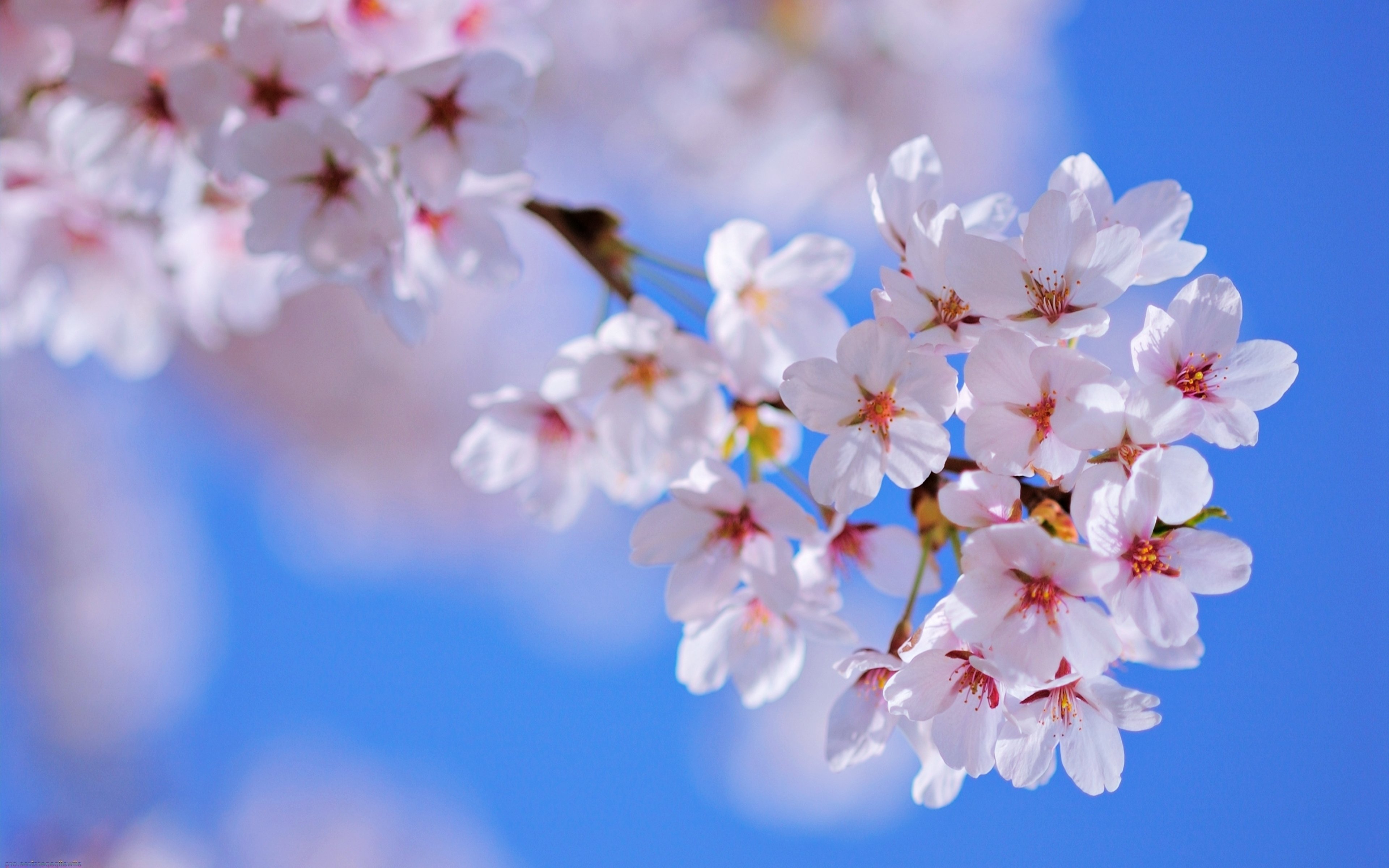 nature, Sunny, Spring, Flower, Tree, Blossom Wallpaper HD / Desktop and Mobile Background
