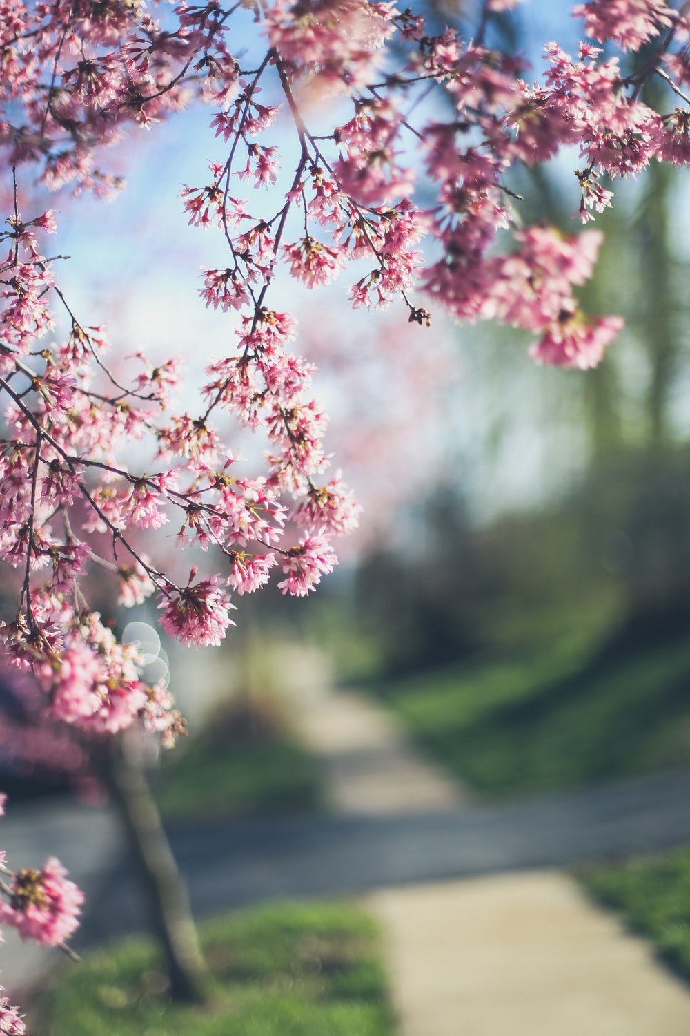 Spring Flowers And Trees Wallpapers - Wallpaper Cave