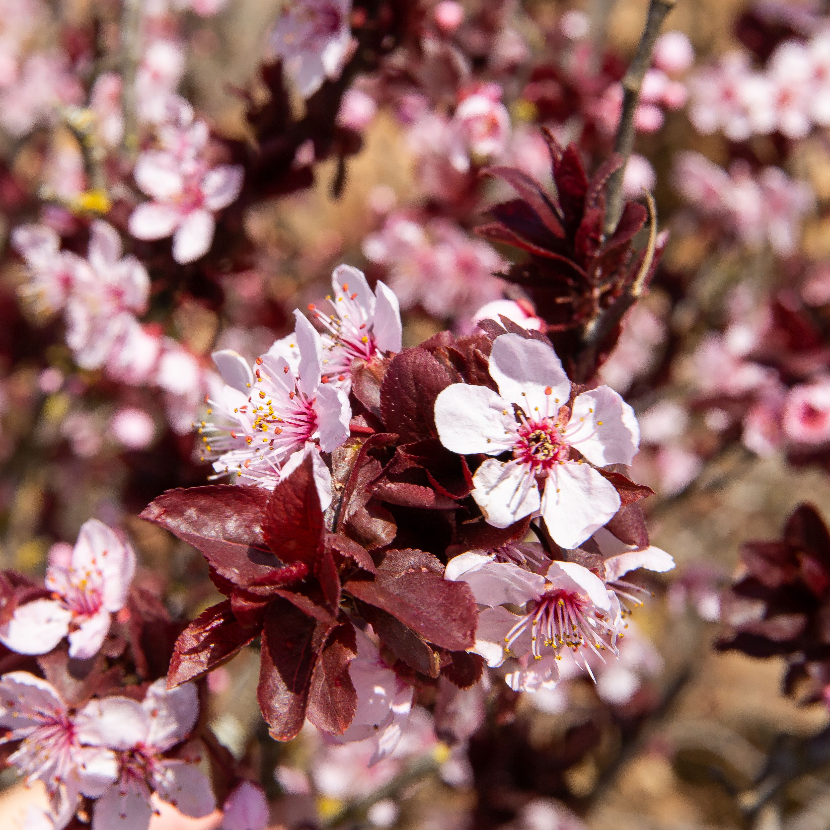 Spring Flowers And Trees Wallpapers - Wallpaper Cave