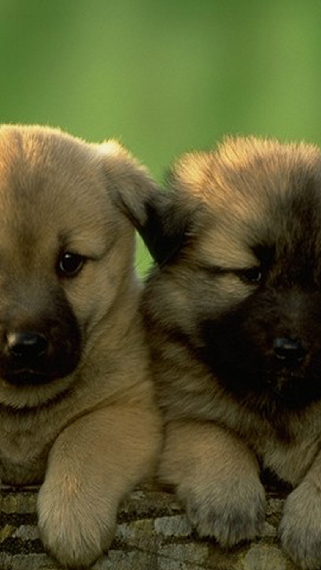 Cute Puppies Picture HD Wallpaper For Android Android Wallpaper