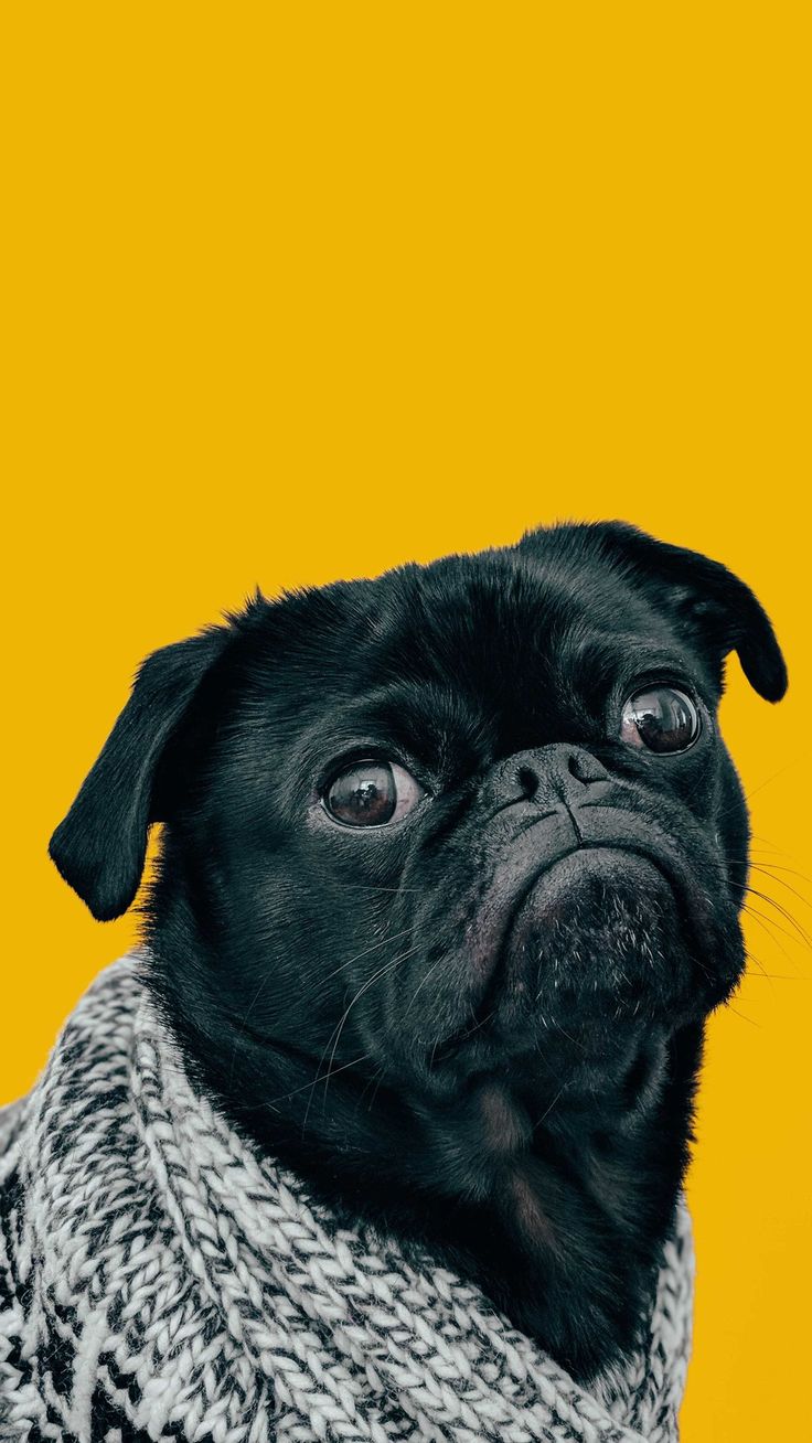 Dog Wallpaper Discover More Cute Dog, Dog Wallpaper. / Dog Wallpaper 14/. Dog Wallpaper, Dogs, Cute Dog Wallpaper