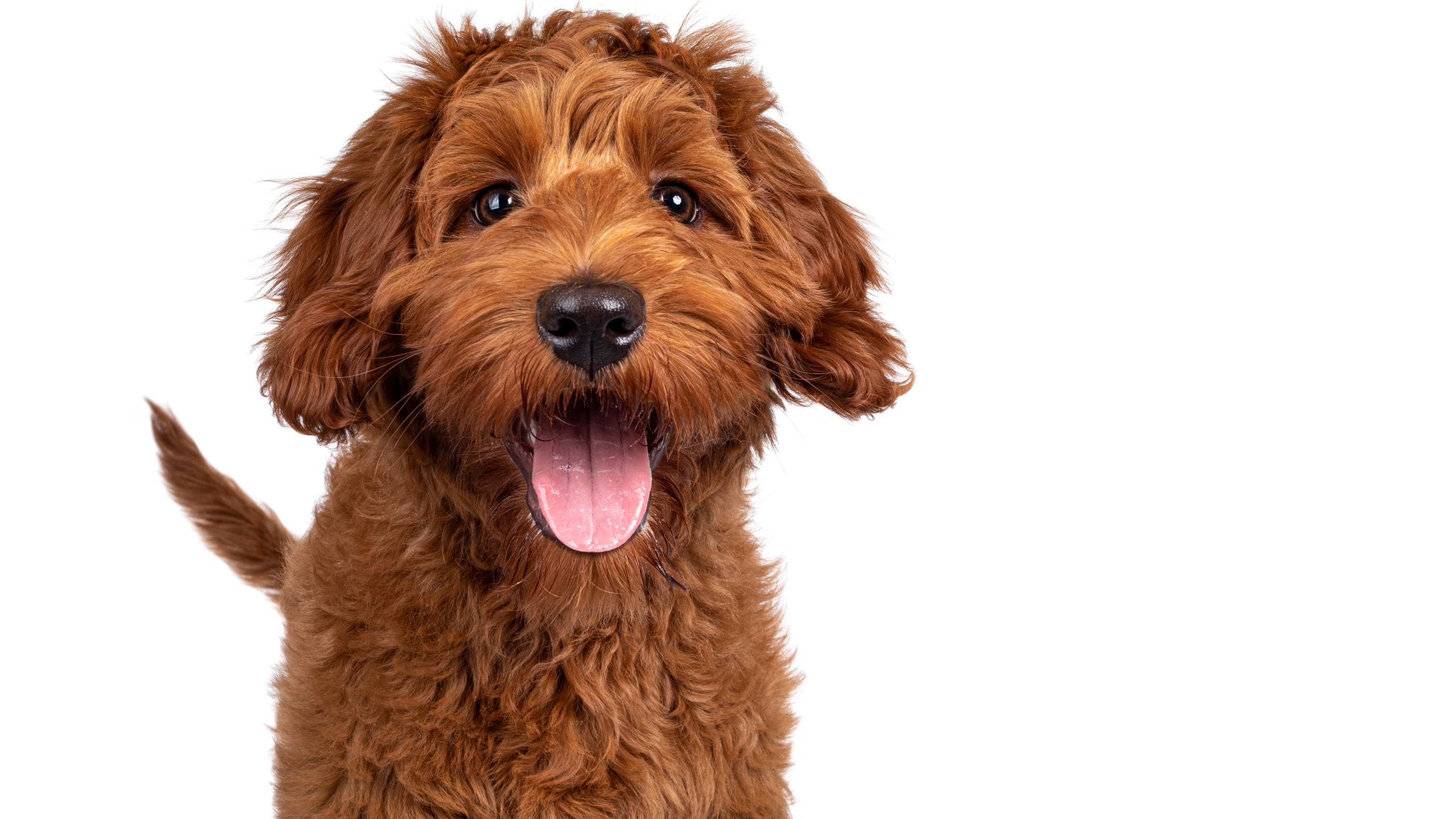 Dogs available for adoption in St. Louis