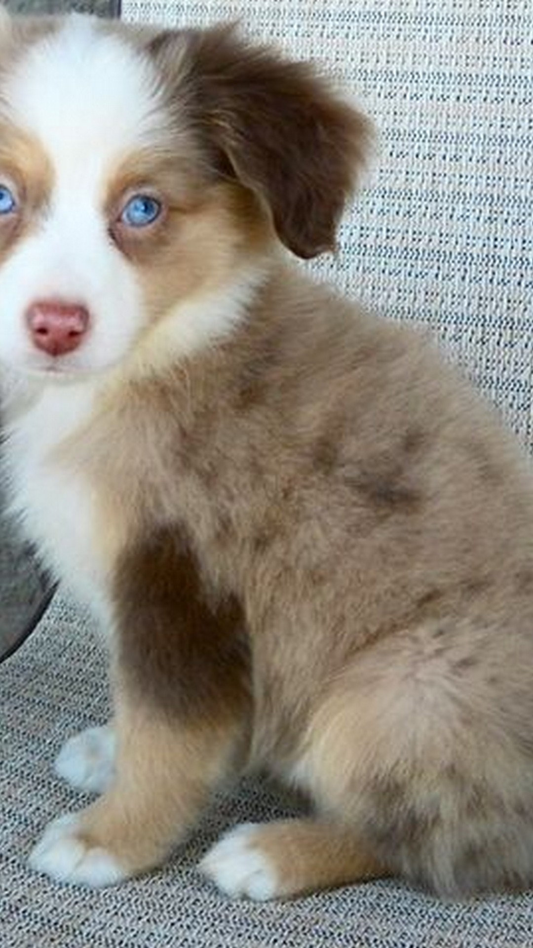 Wallpaper Cute Puppies Android Wallpaper