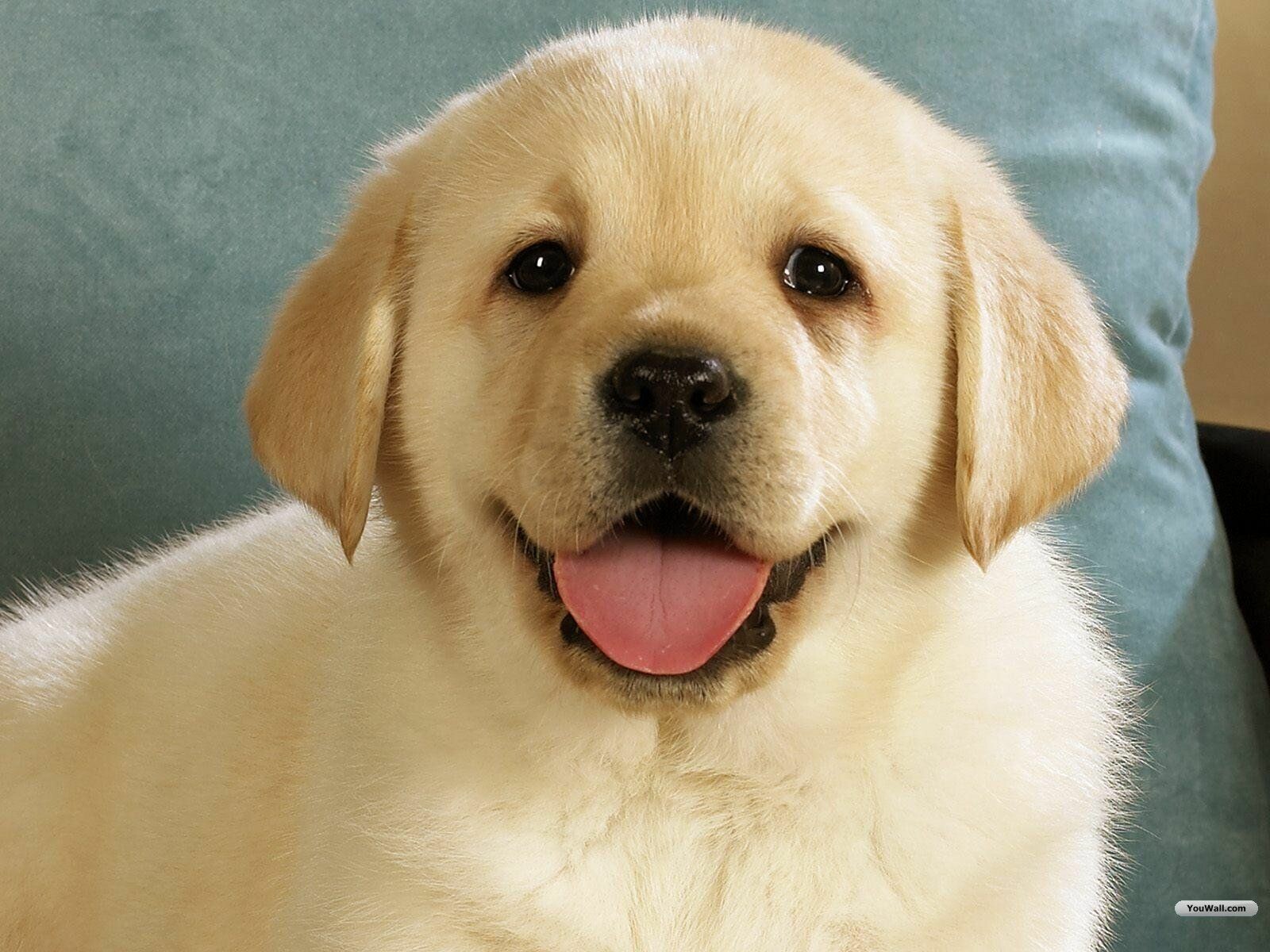 Cute Dog Wallpaper: HD, 4K, 5K for PC and Mobile. Download free image for iPhone, Android