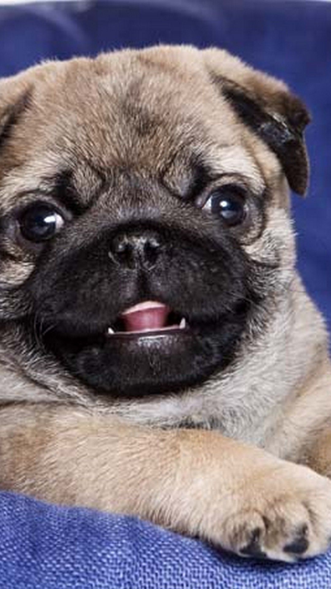 Puppies Wallpaper For Mobile Android. Best HD Wallpaper. Mobile wallpaper android, Puppy wallpaper, HD cute wallpaper