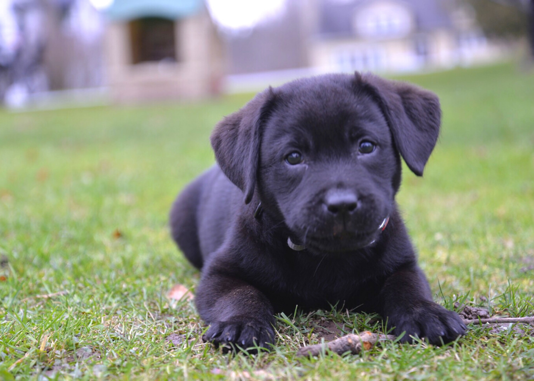 What America's Most Popular Dog Breeds Look Like As Puppies