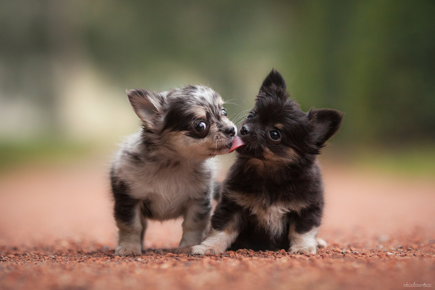 Adorable Puppy Image & Photo on 500px