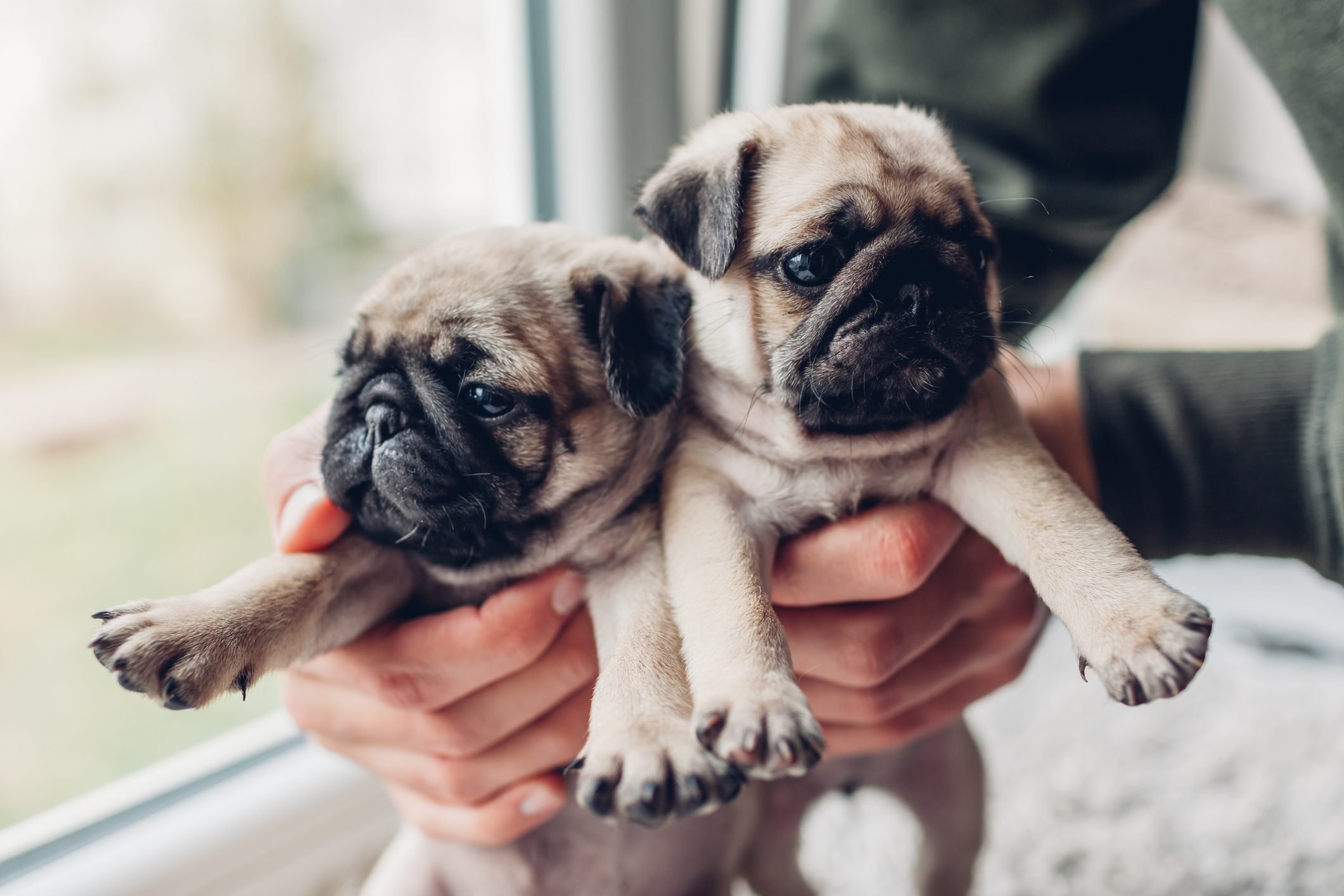 Reader's Digest Cute Pug Picture That Will Make You Want One