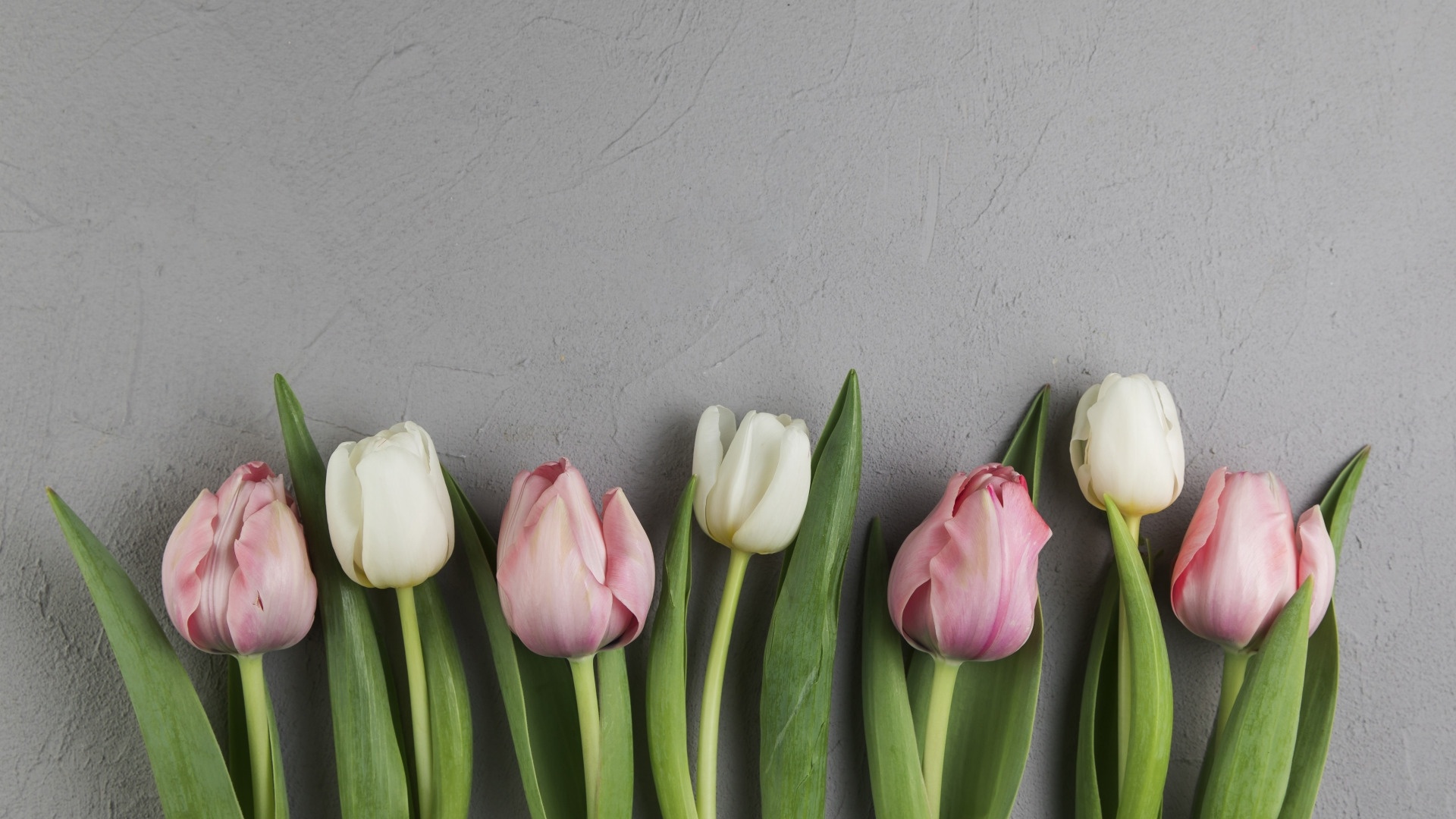 Tulip Minimalist Wallpaper