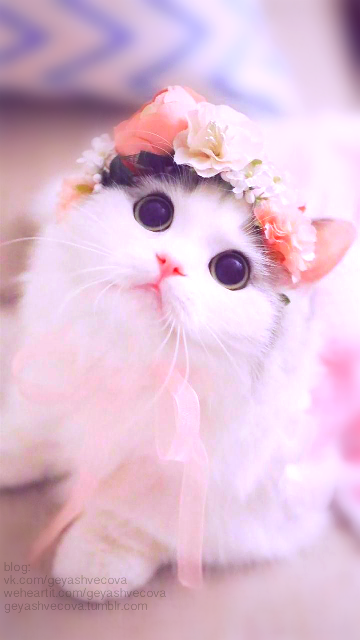 pink kitty cute cat cats, Cute cat wallpaper, Cute cat