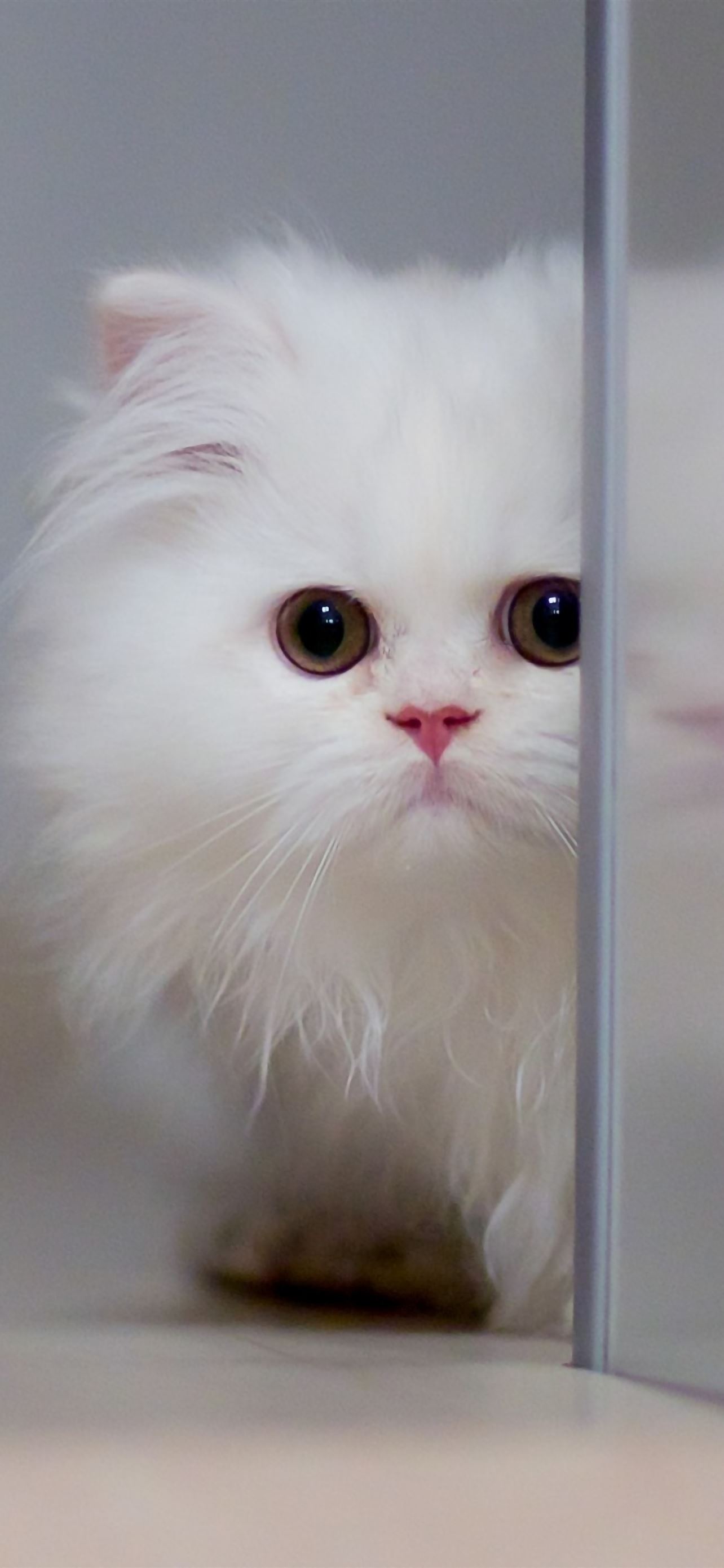 Cute White Cat iPhone Wallpaper Free Download