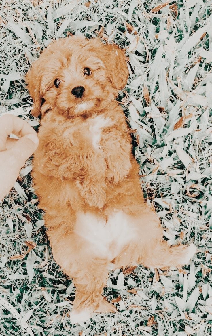Gallery. Peachy Preppy Summer. VSCO. Cute Wild Animals, Cute Baby Dogs, Really Cute Dogs