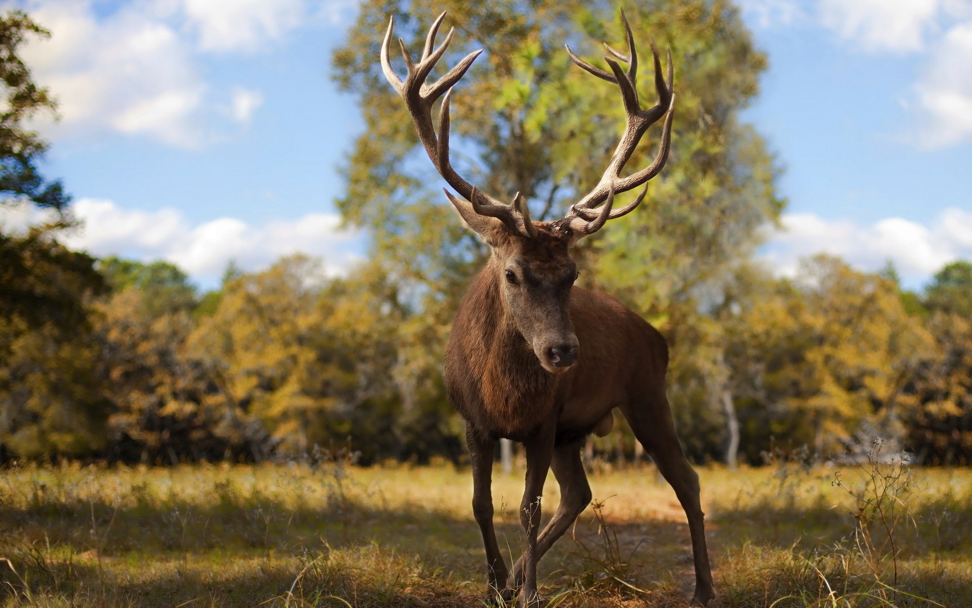 European Red Deer stag HD Wallpaper