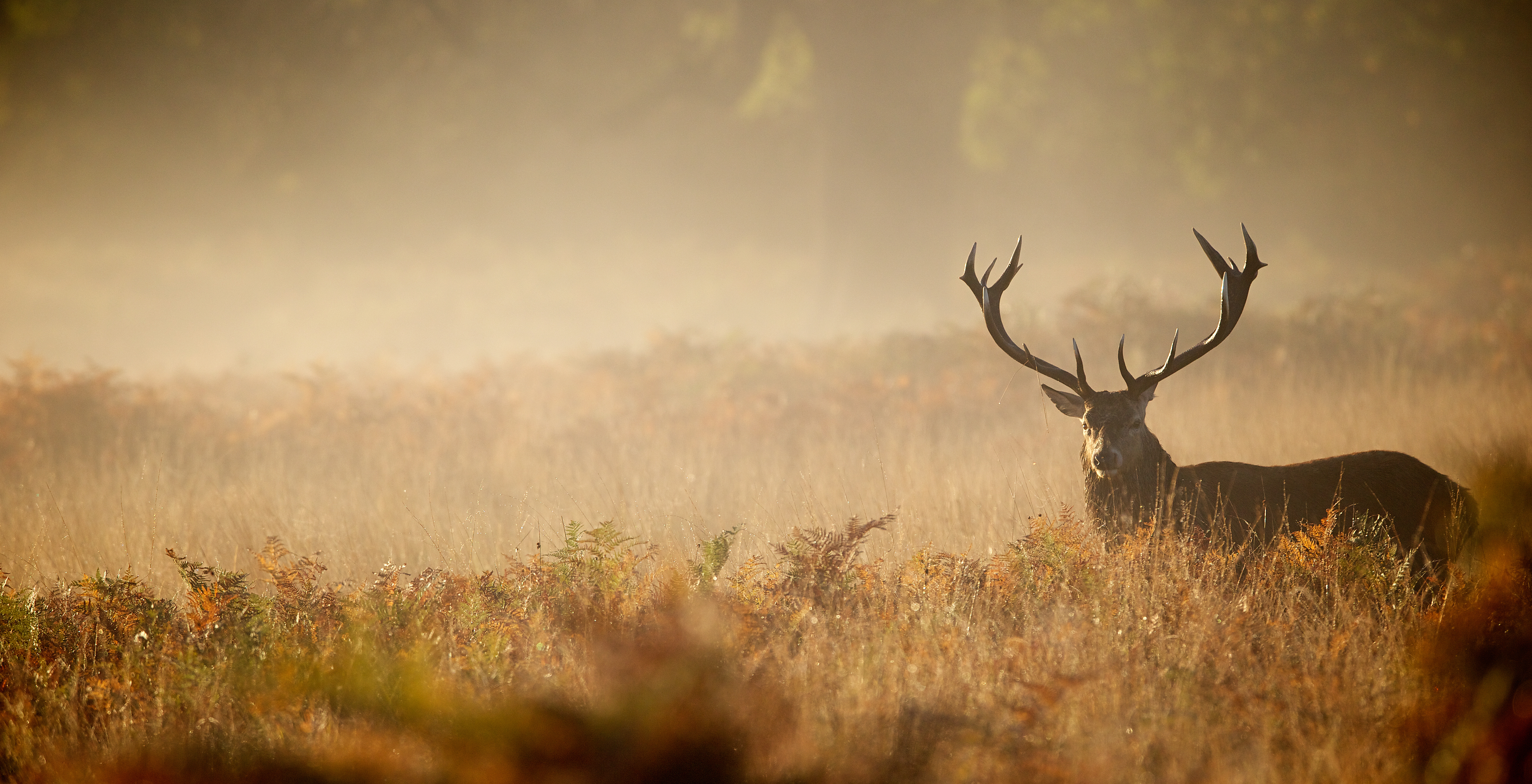 stag wallpaper, wildlife, nature, atmospheric phenomenon, sky, antler