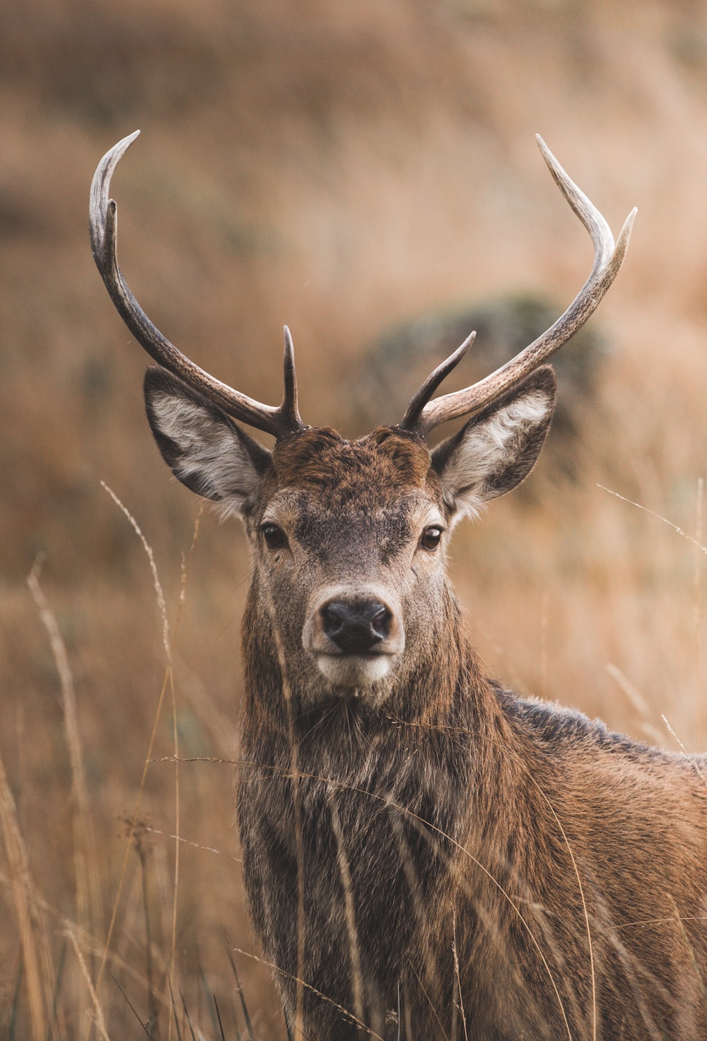 Stag Picture. Download Free Image