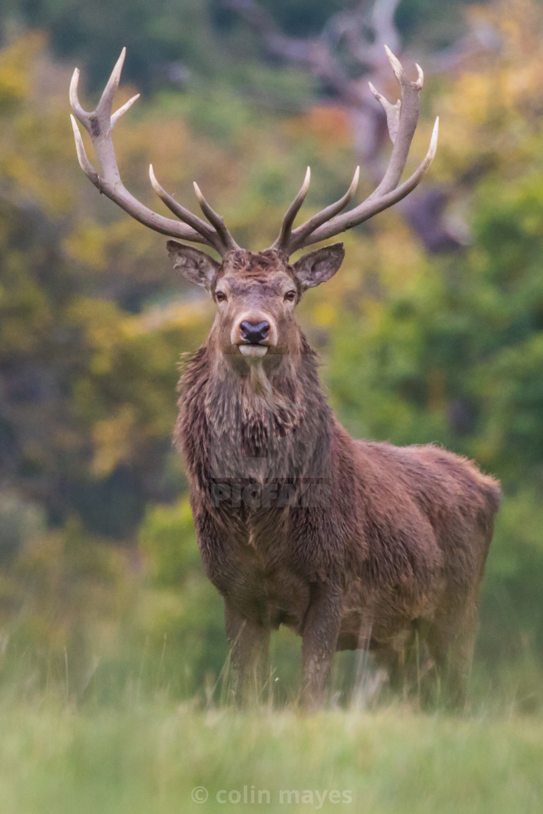 red deer stag, download or print for £12.40